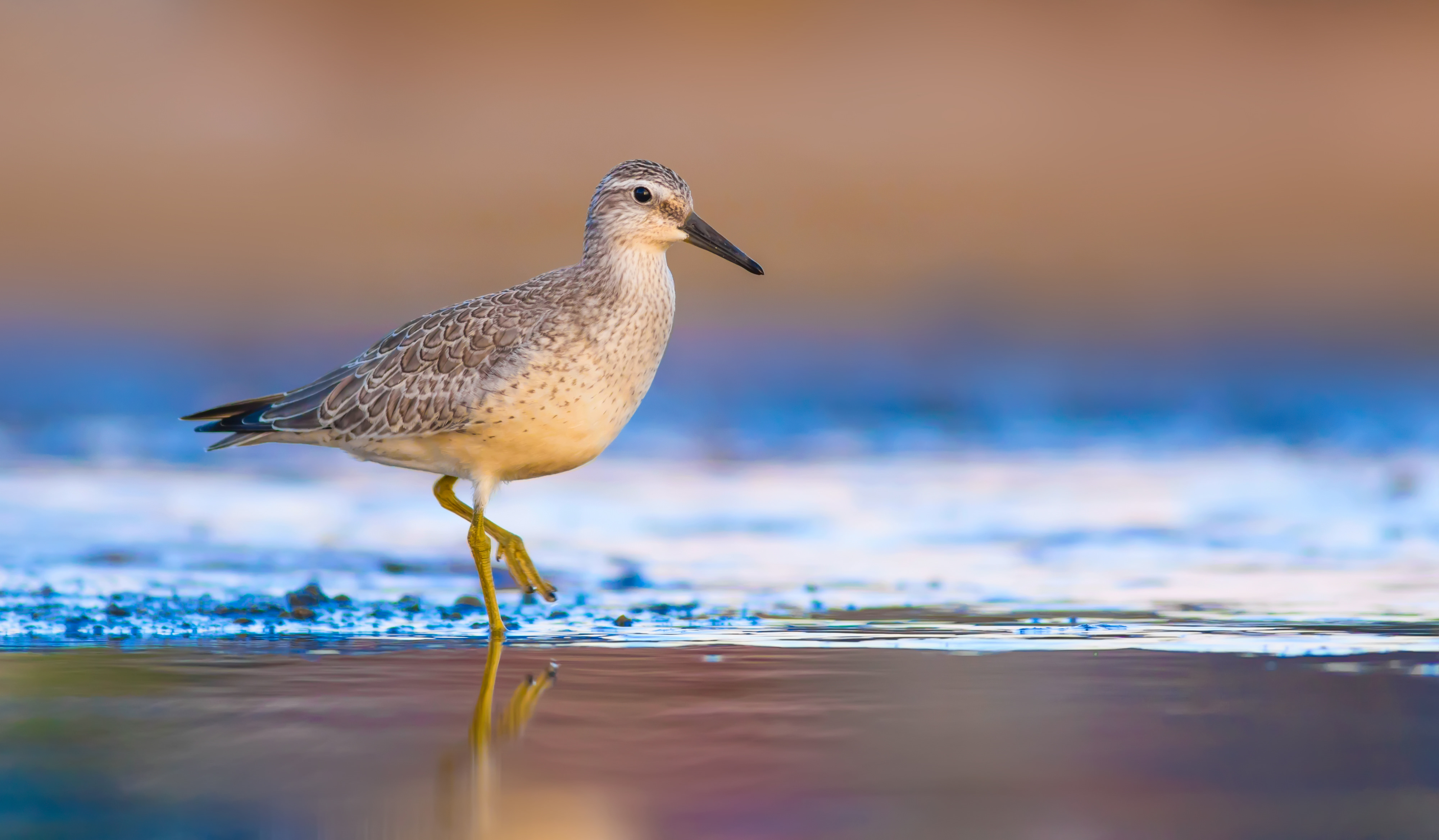 side view of a grey shorebird with a black beak on the beach