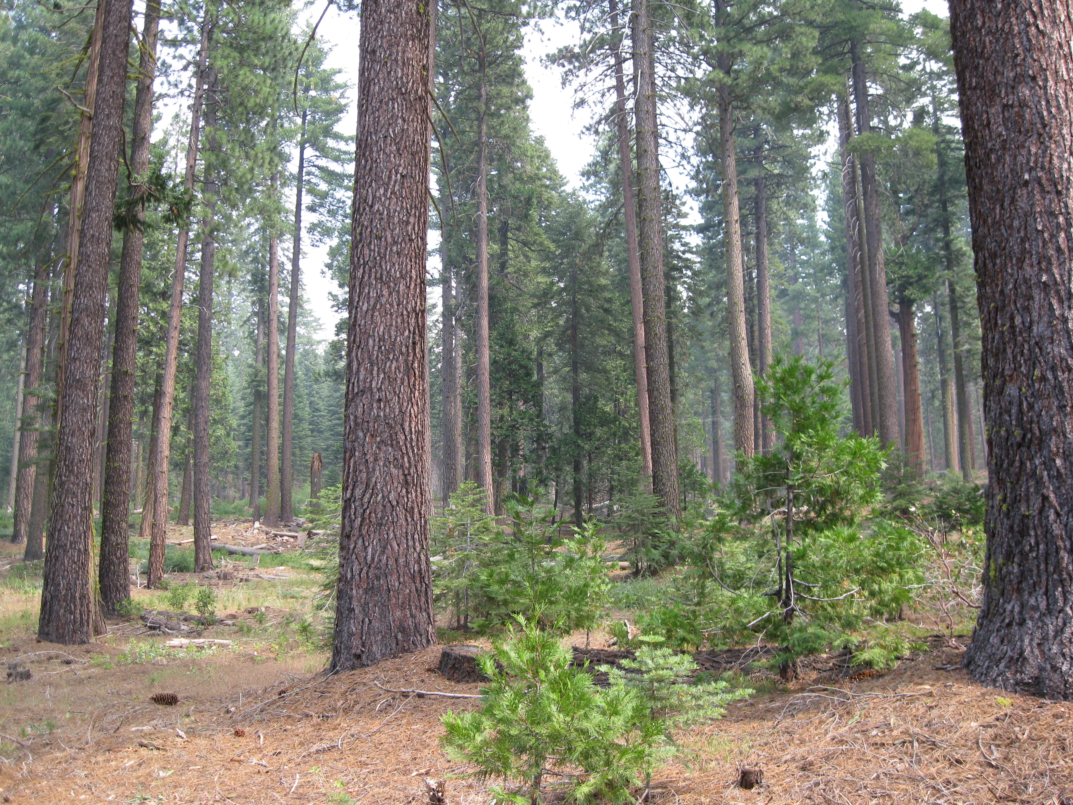 An example of a forest that has been thinned.
