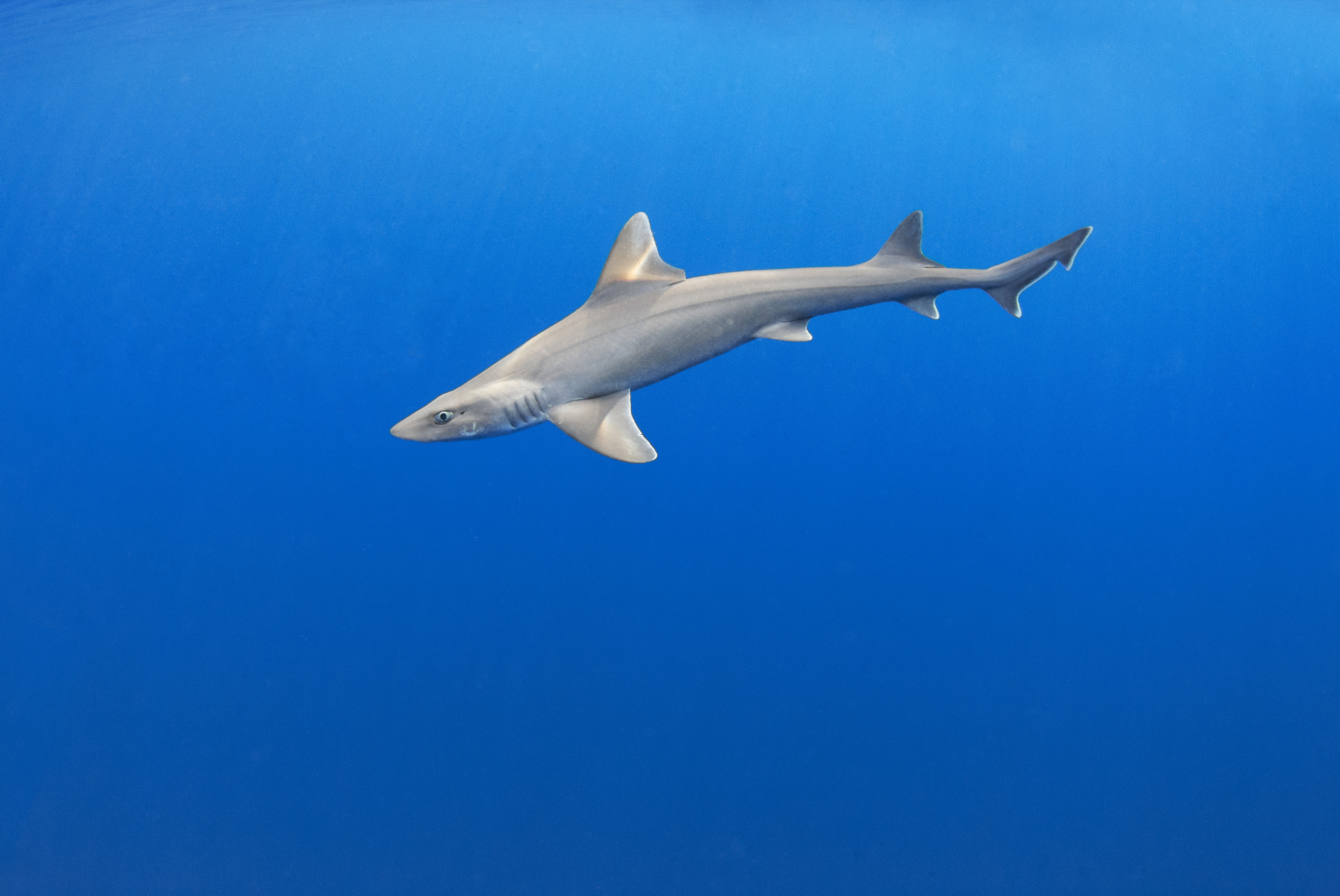 Close-up of a smooth dogfish shark. 