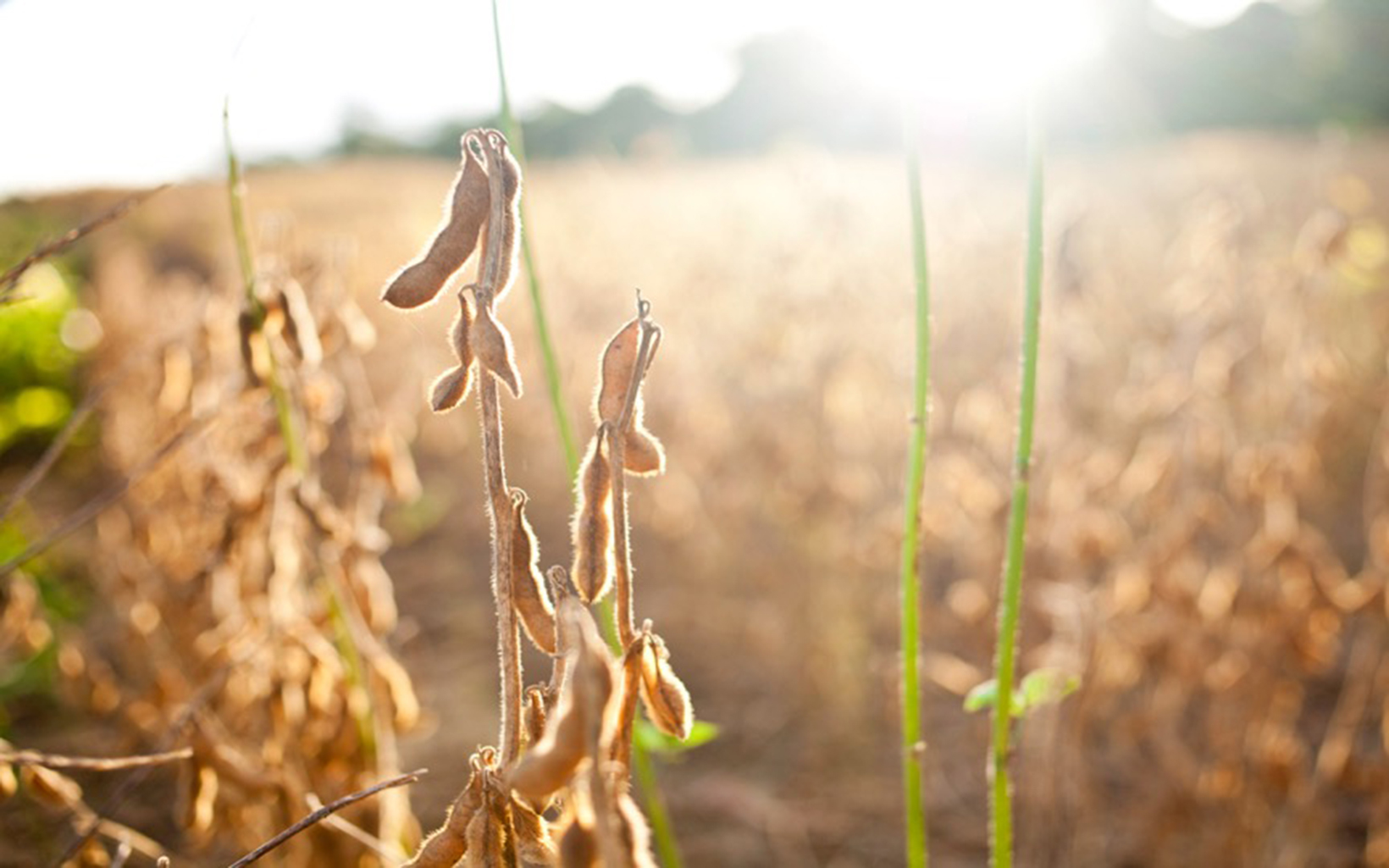 Sistemas agronómicos