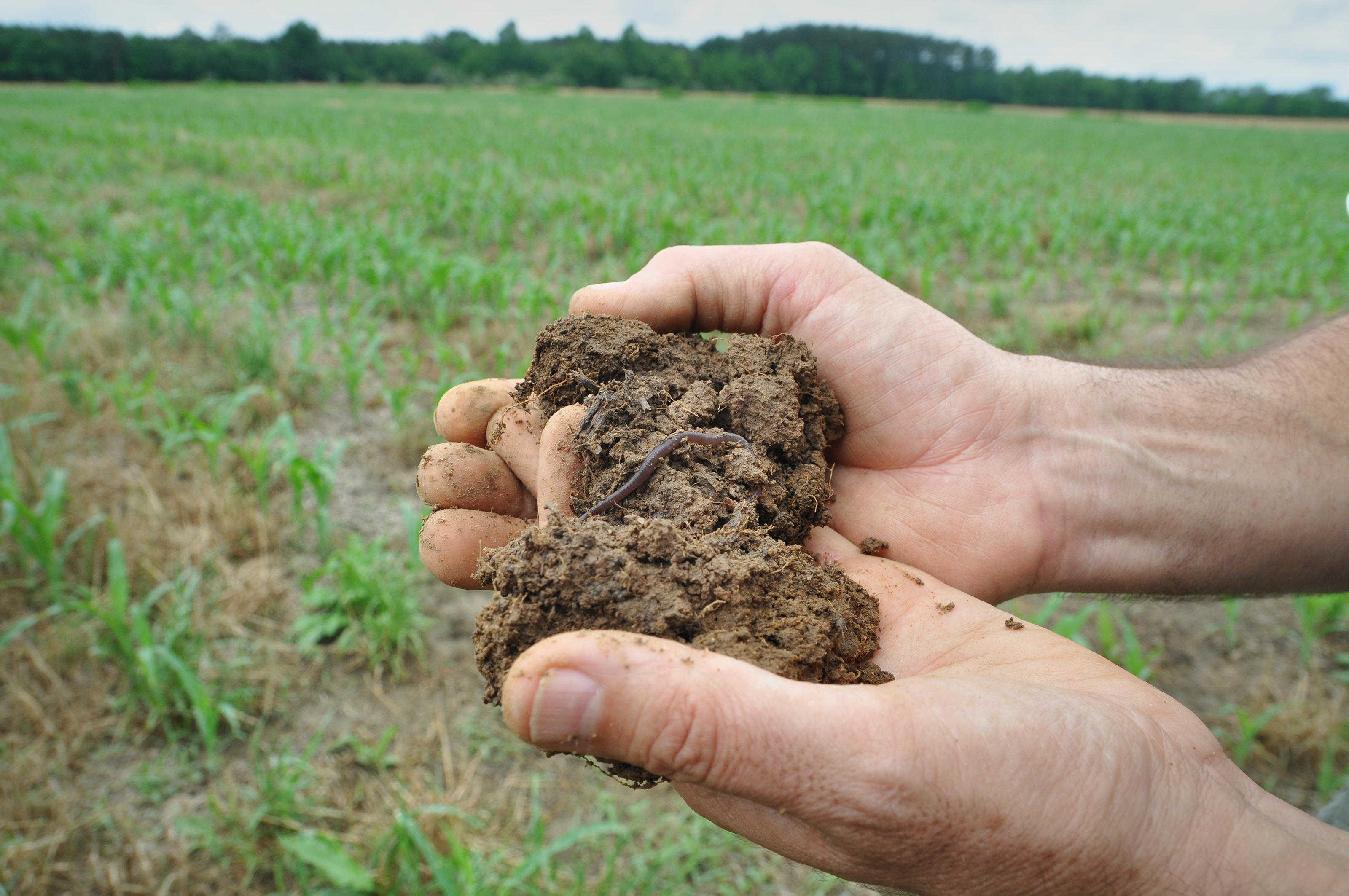 Hands in a farm field, holding soil with earthworms in it.