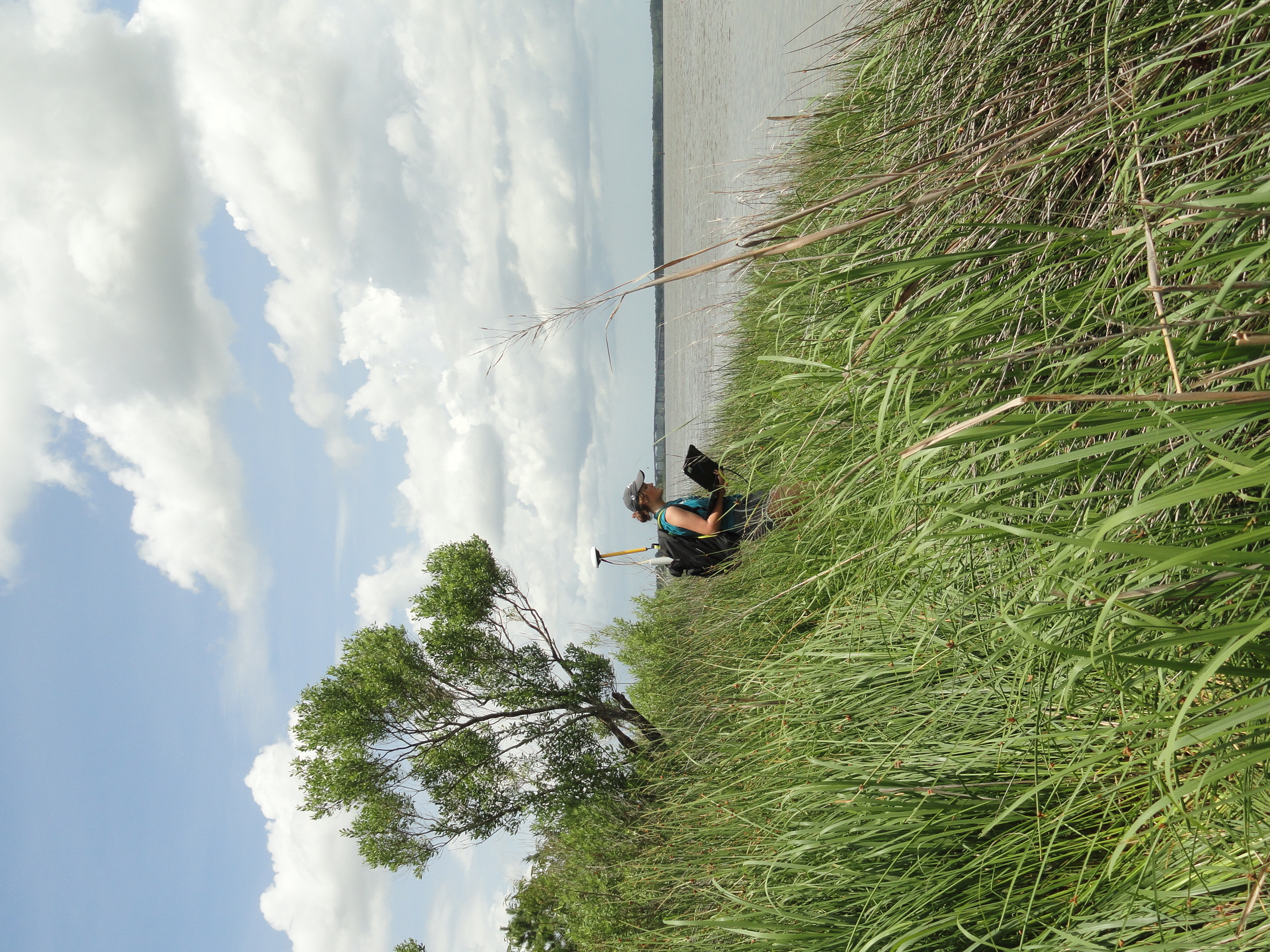 A woman stands among grasses with equipment on her back.