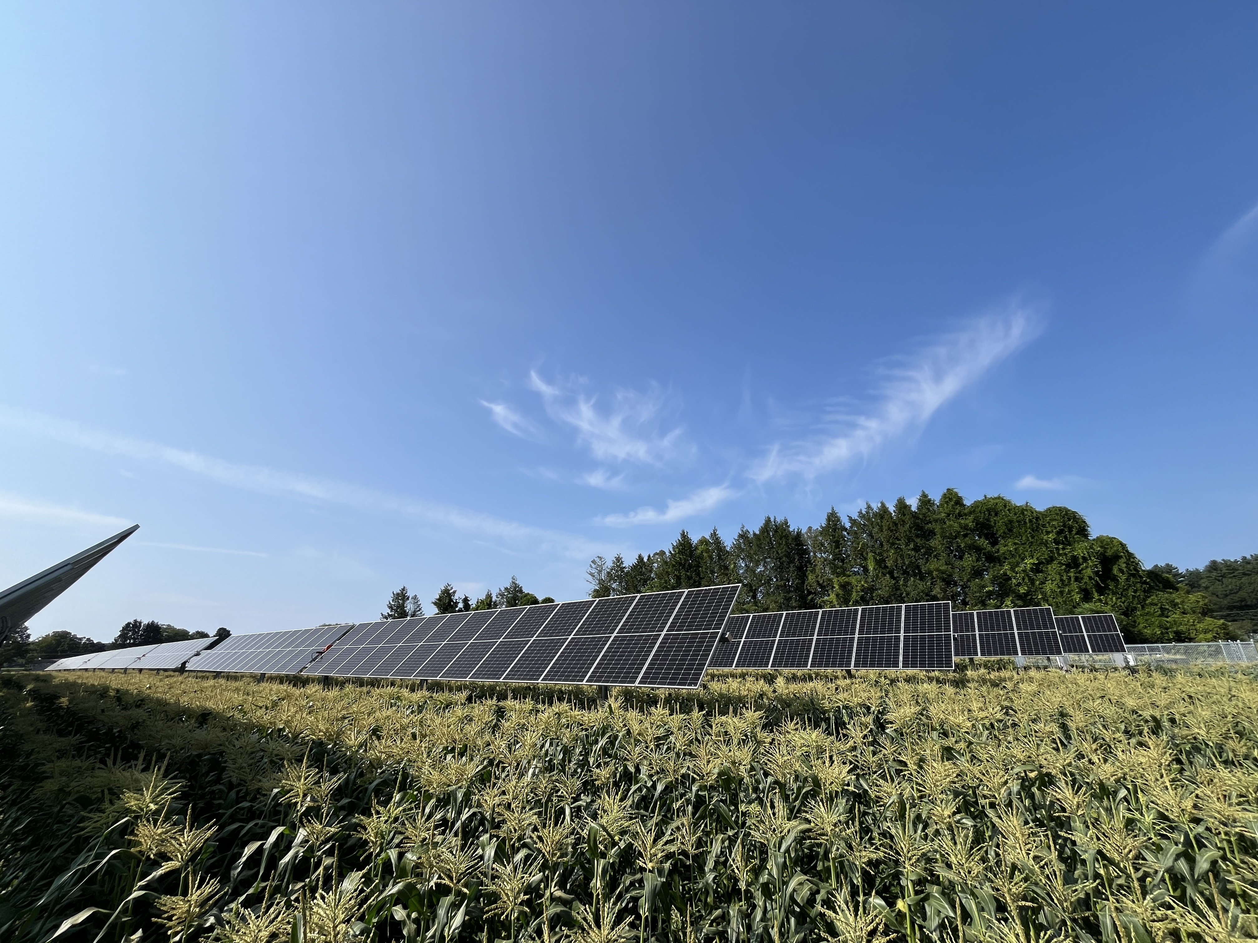 Solar panels are situated above sweet corn growing on a farm. 