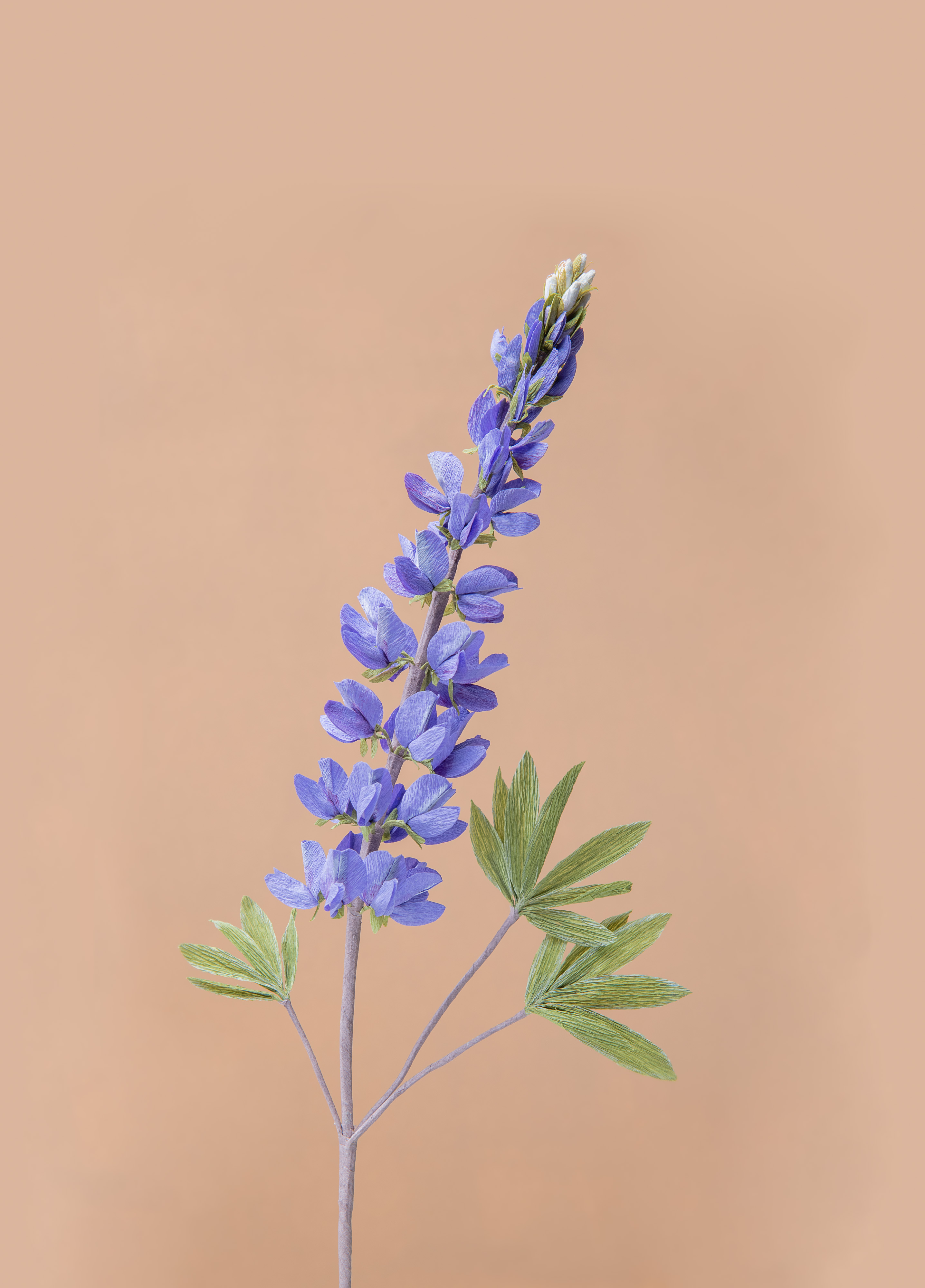 Silvery Lupine