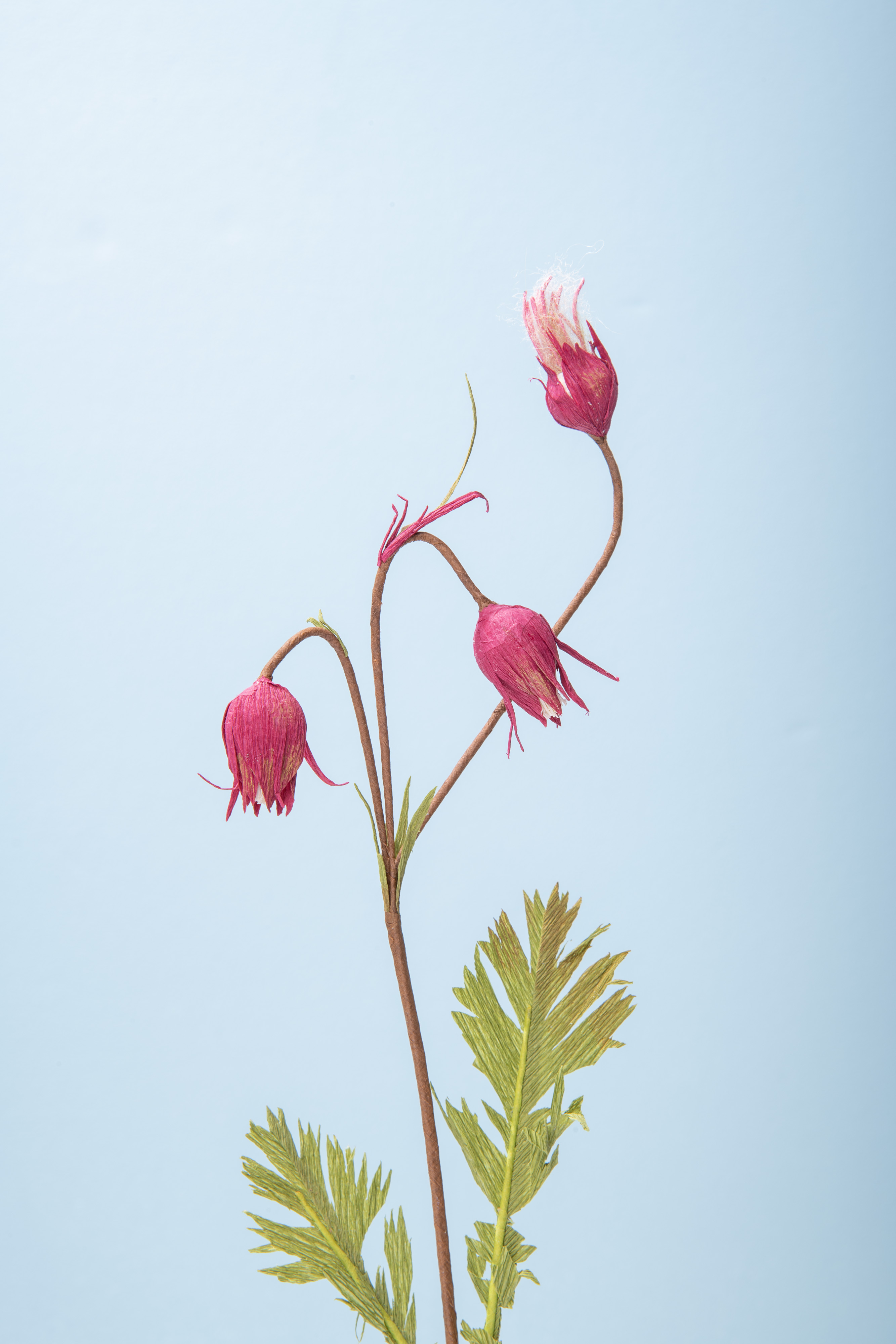 Prairie Smoke