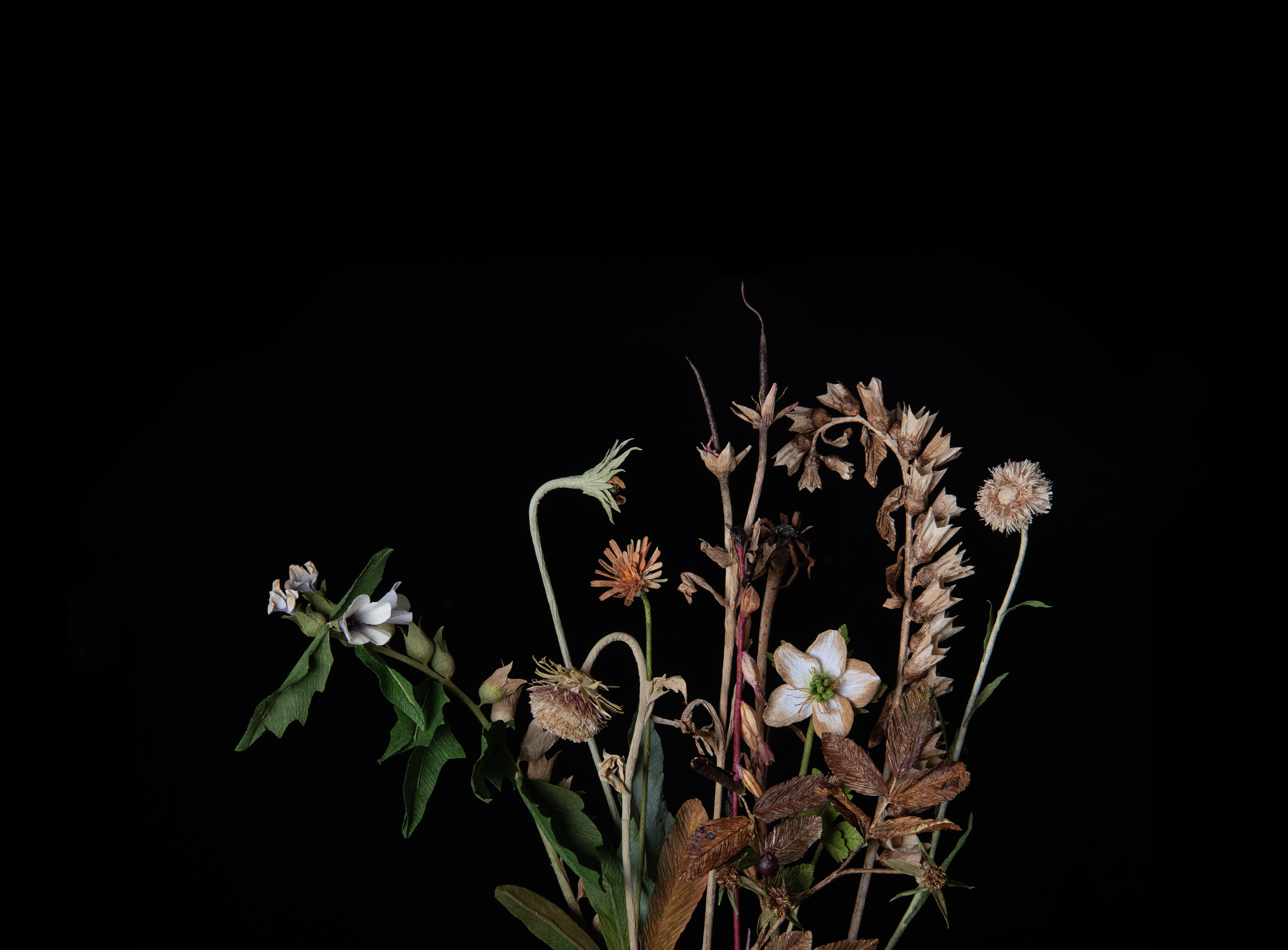 Flowers fade at the end of blooming season.