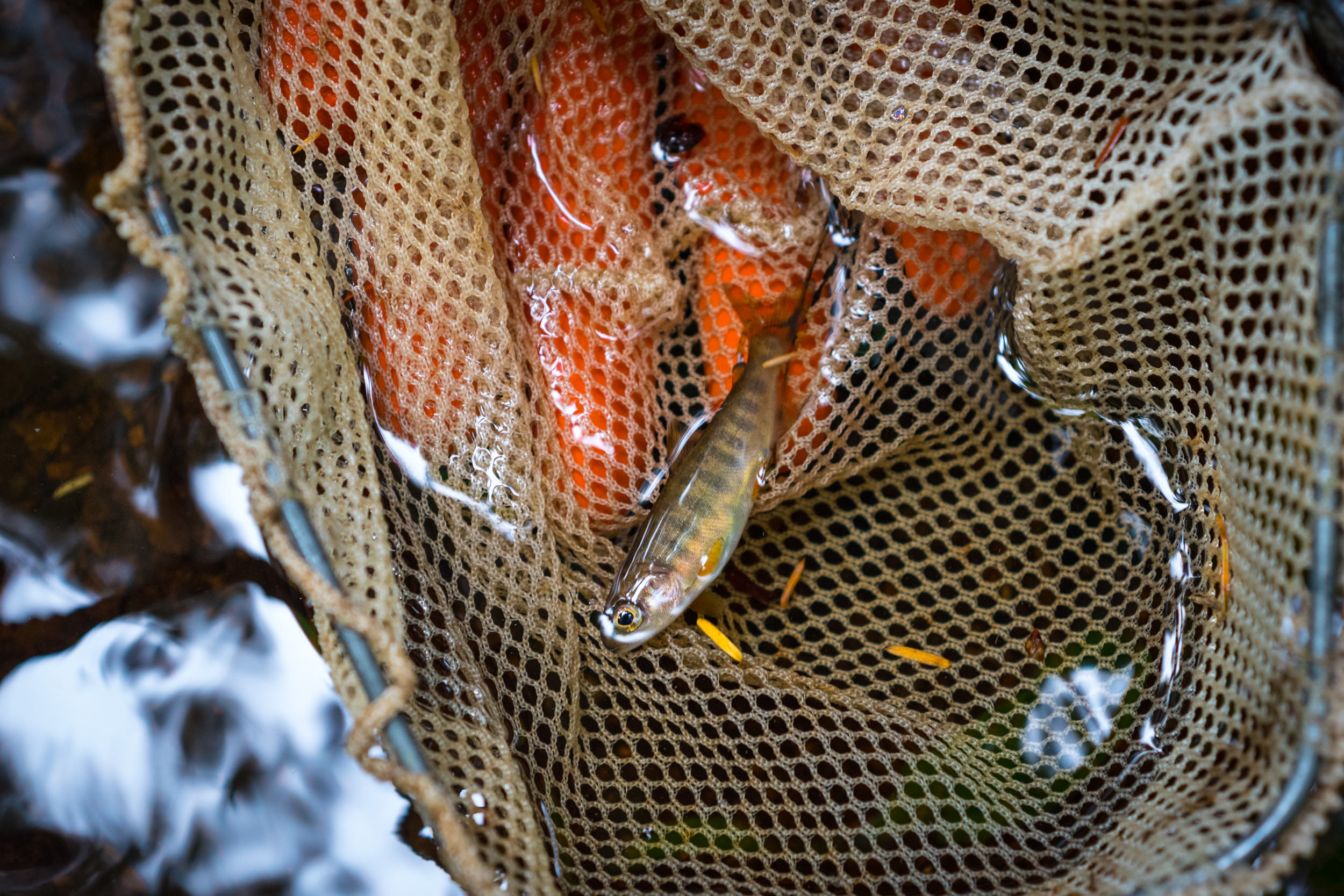 Closeup of a small fish in a fishing net.