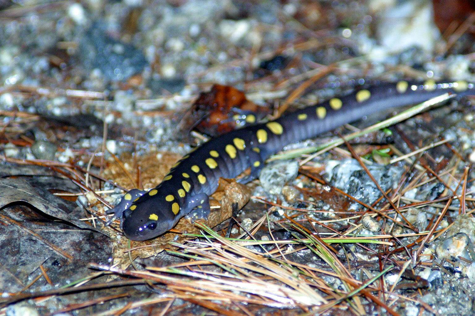 Close-up of a brightly colored spotted salamander