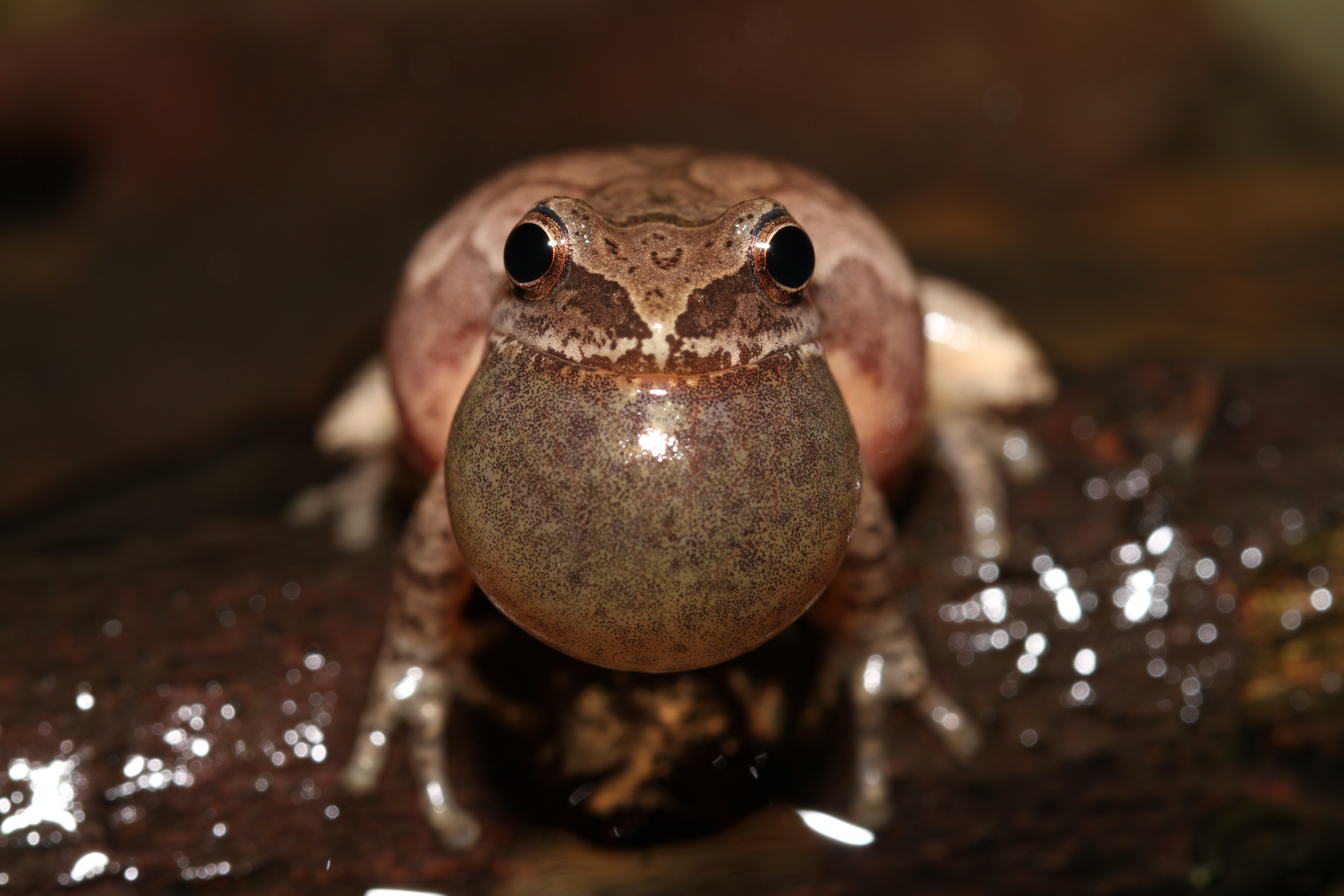 A small brown frog expands a large sac under its chin.