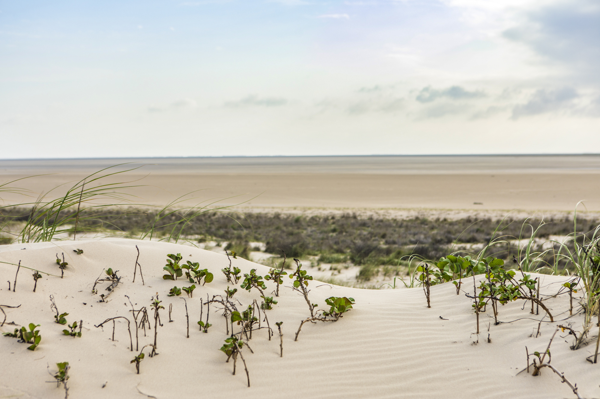 White sand dunes with plants growing on them and the ocean in the distance.