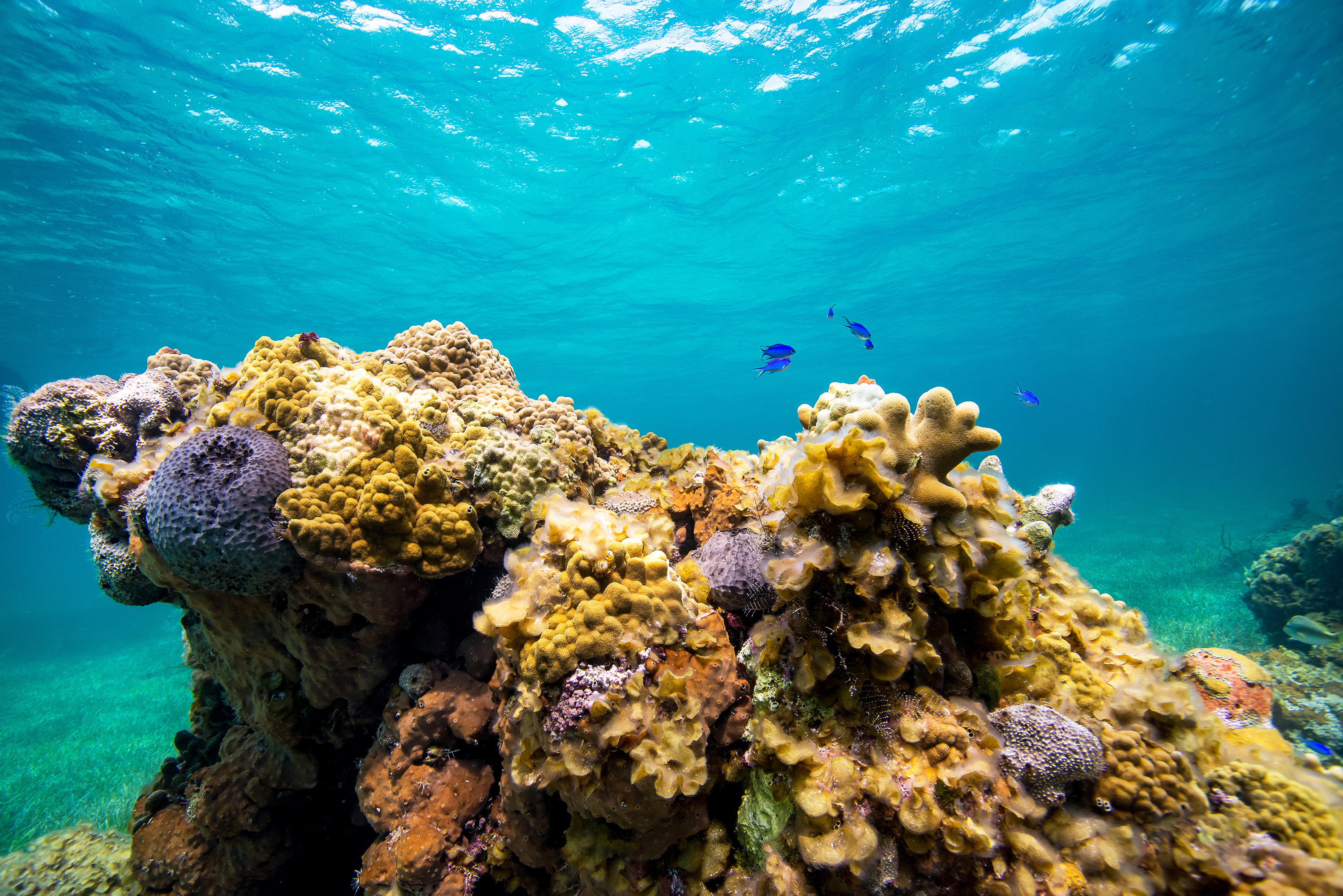 Healthy coral reefs in the Caribbean water.