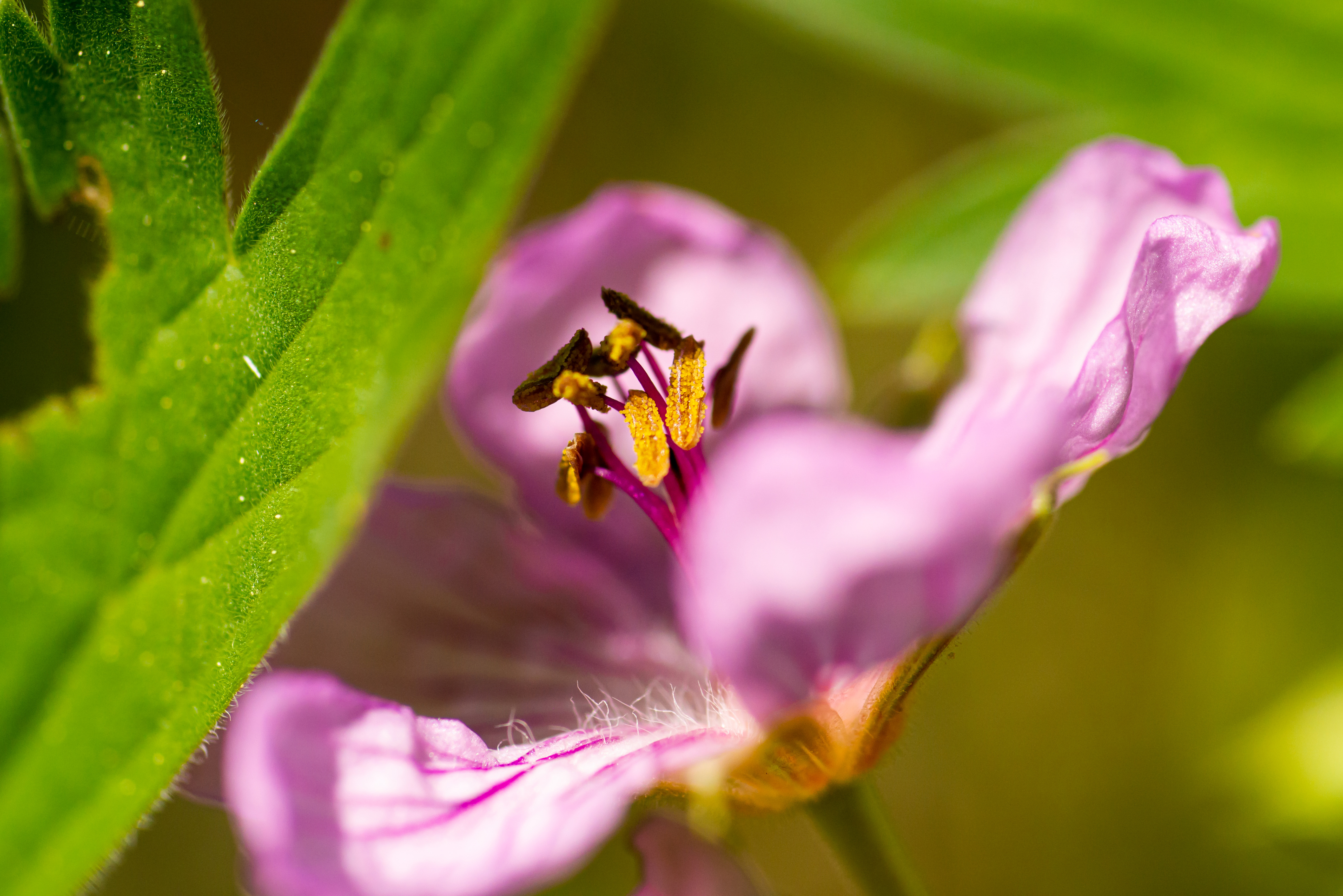 A close-up of a pink/purple sticky geranium.