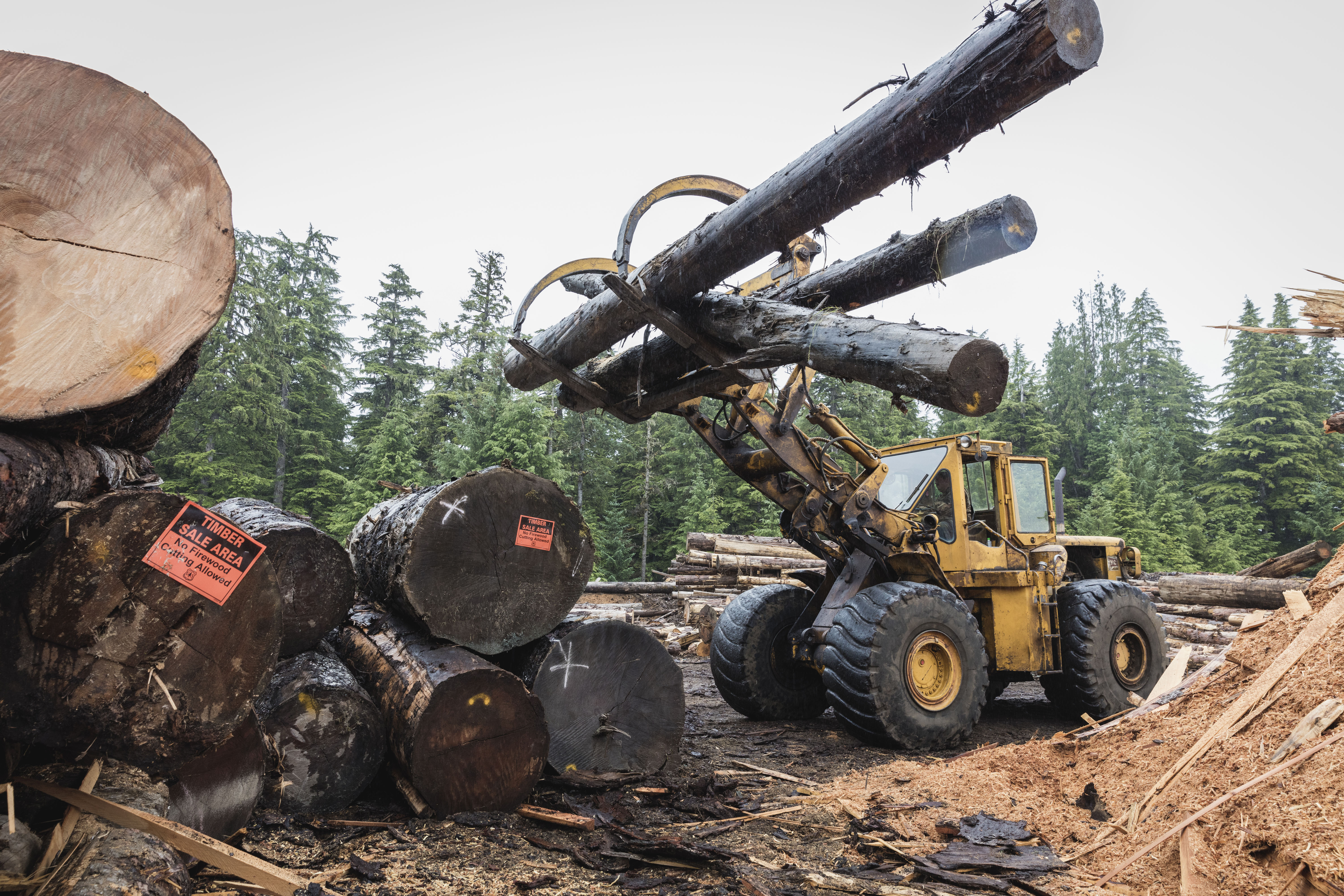 Yellow tractor machine stacks three cut tree trunks on pile of other tree trunks.