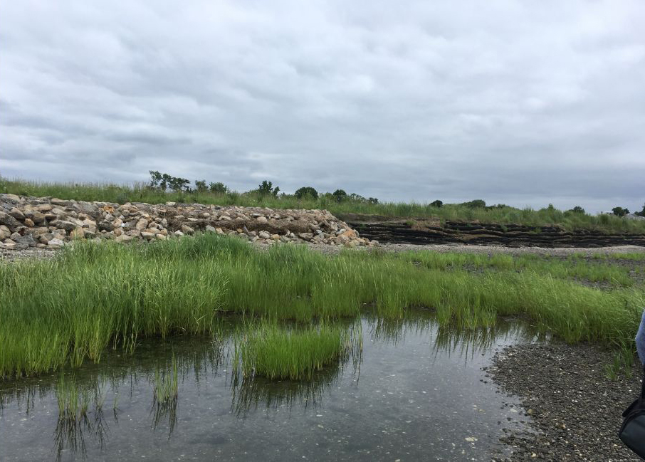 Green marsh grasses grow in a body of water with a rock wall in the background.