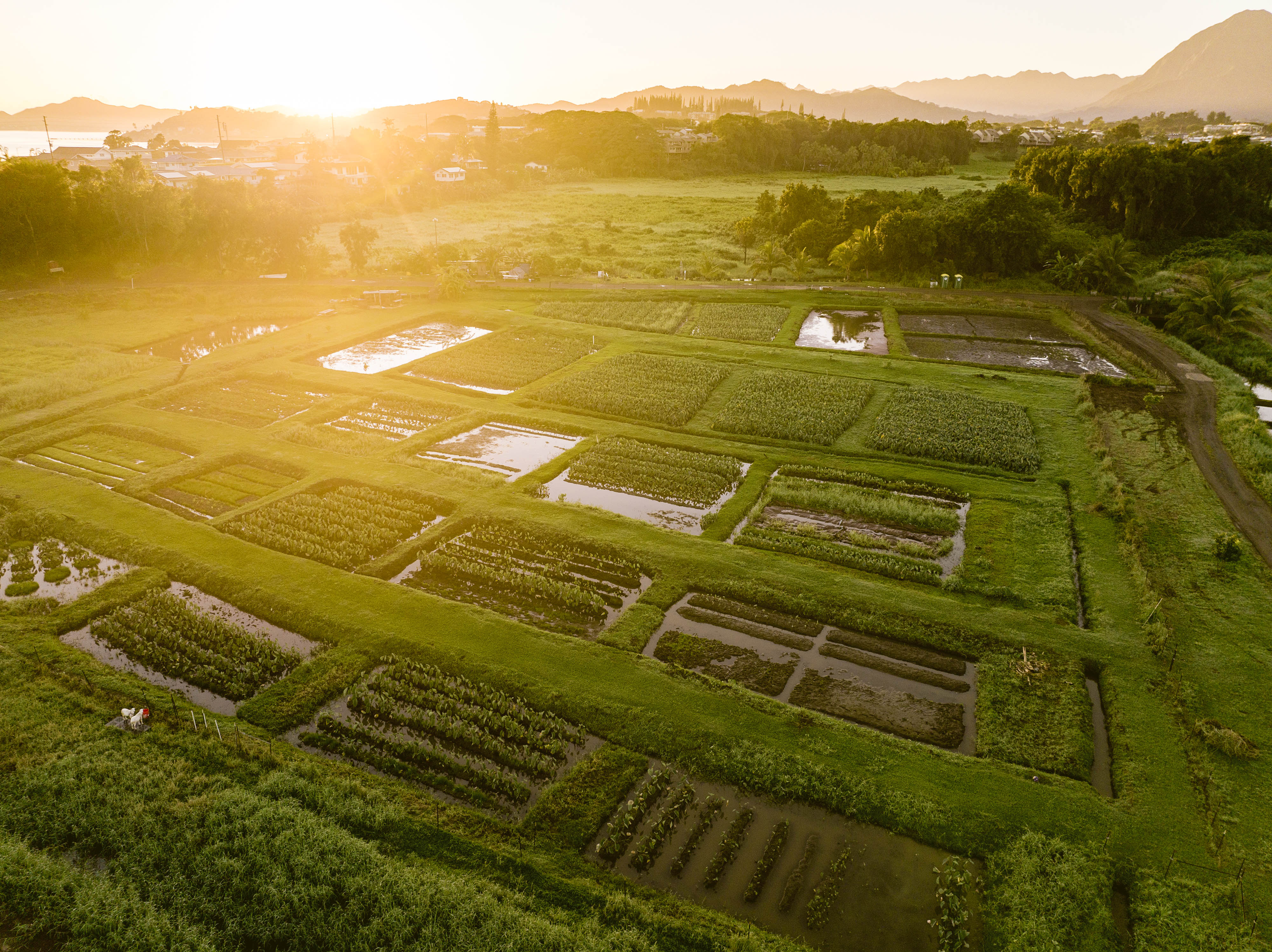 The sun rises over taro fields on Oahu.