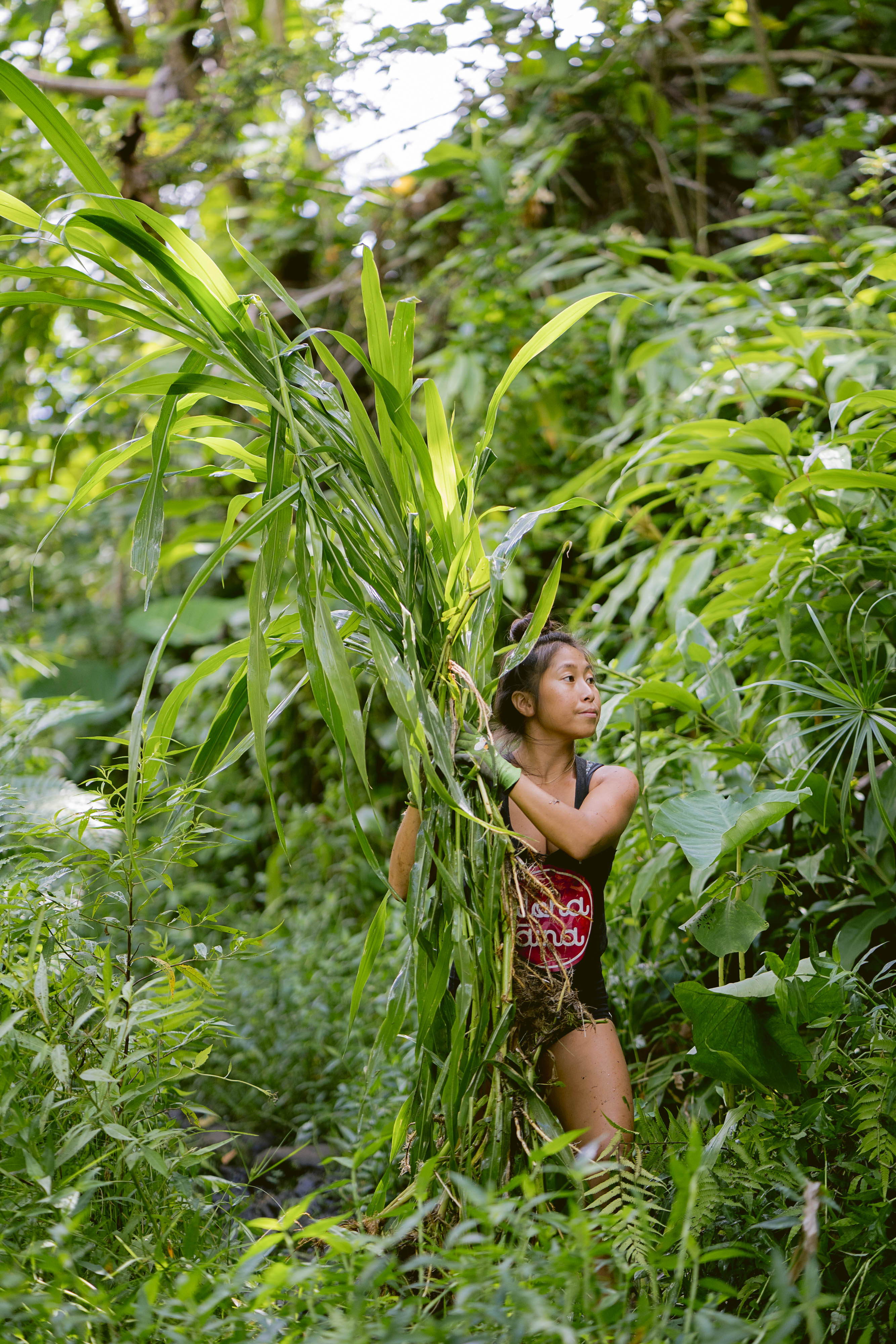 Lehua Yamada carries a bundle of invasive grasses.