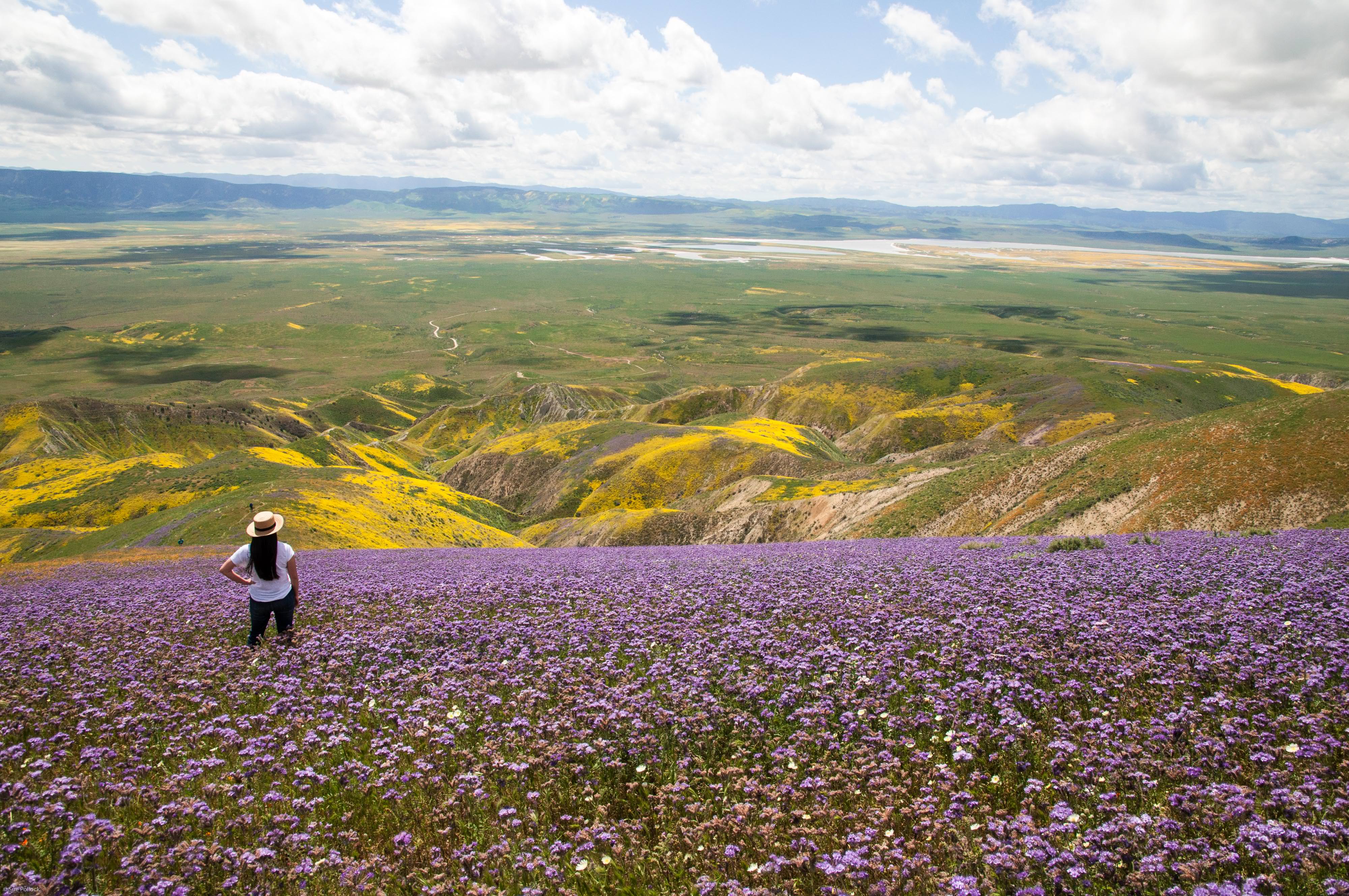 A woman stands in a field of purple flowers looking out over a broad, green sloping plain.