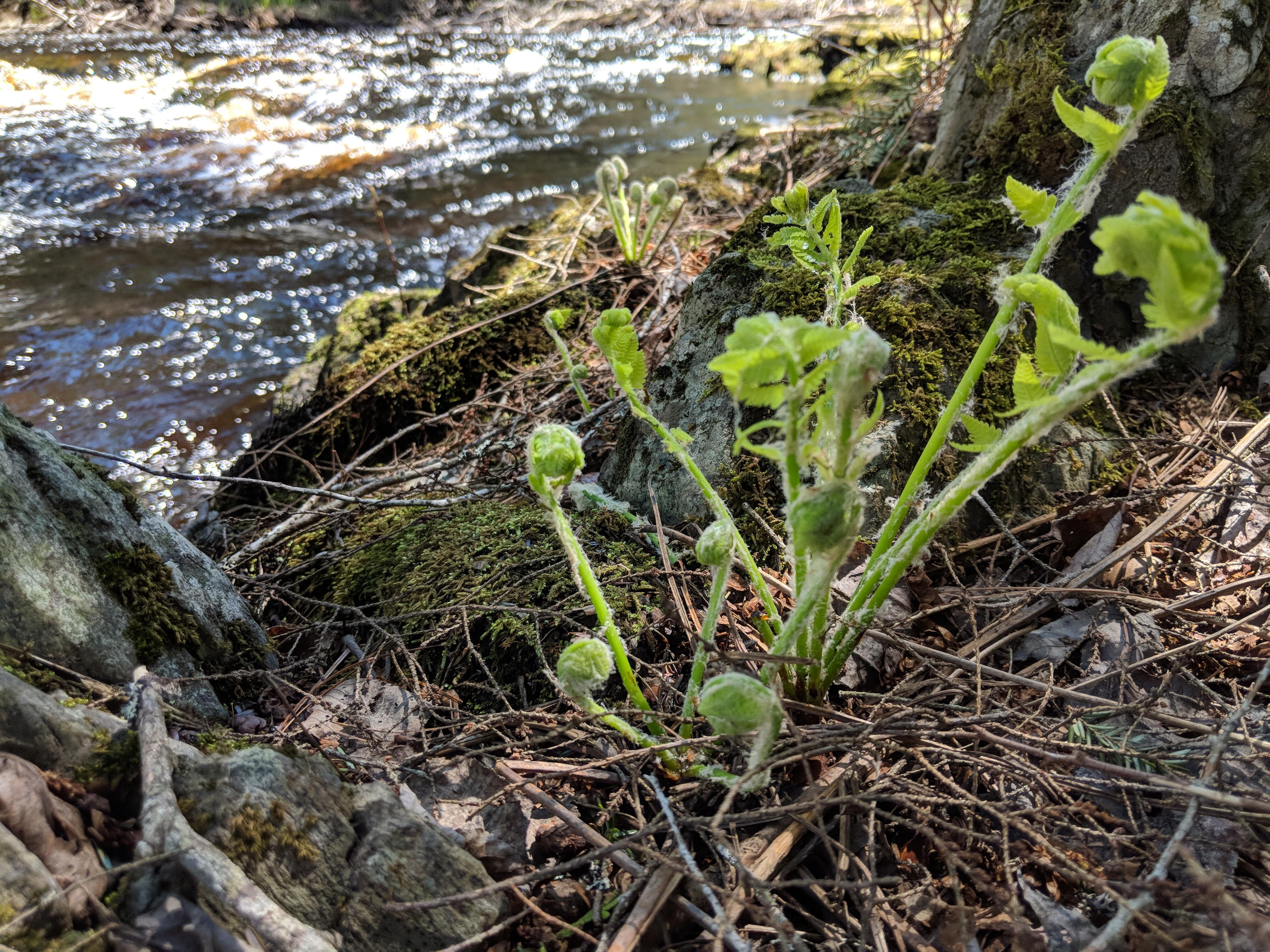 Spring ferns unfold on the banks of a stream.