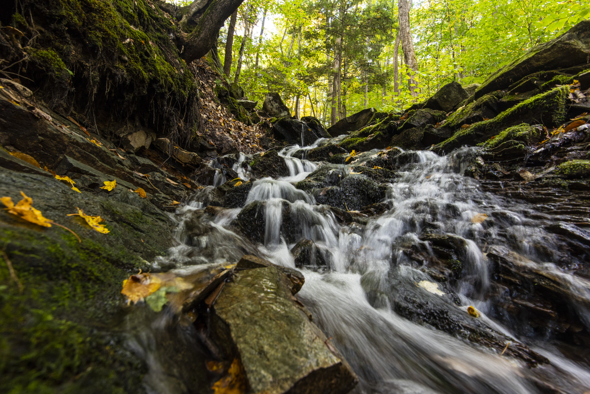 Waterfall close up in forested stream.