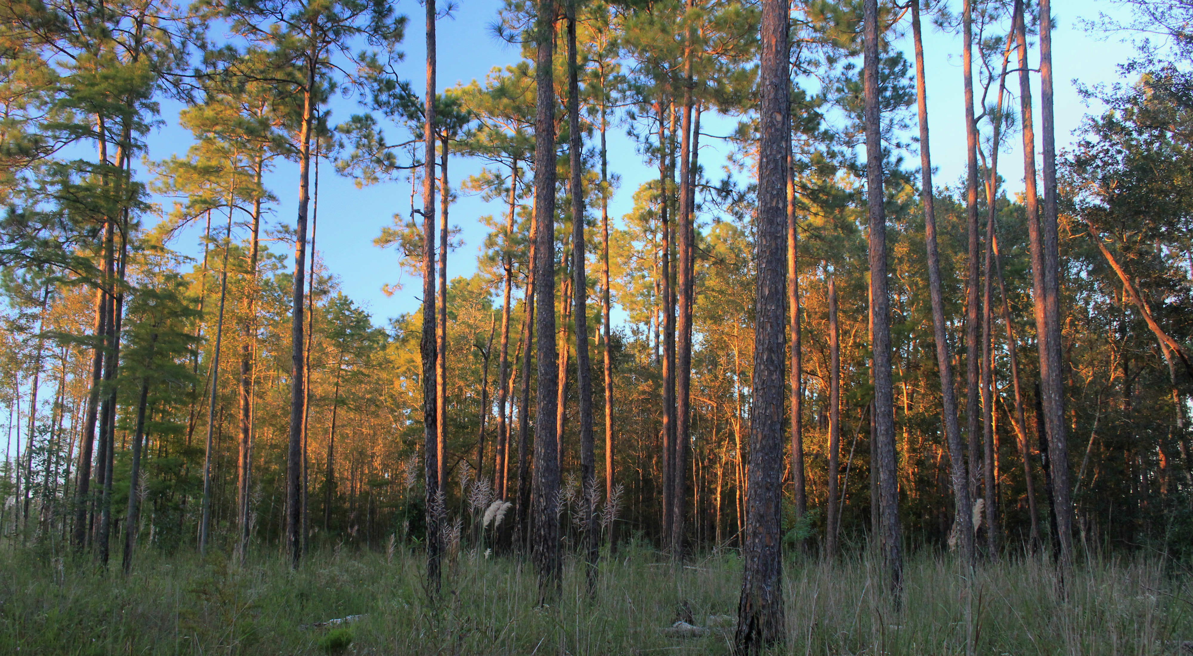 Sunset through longleaf pines.