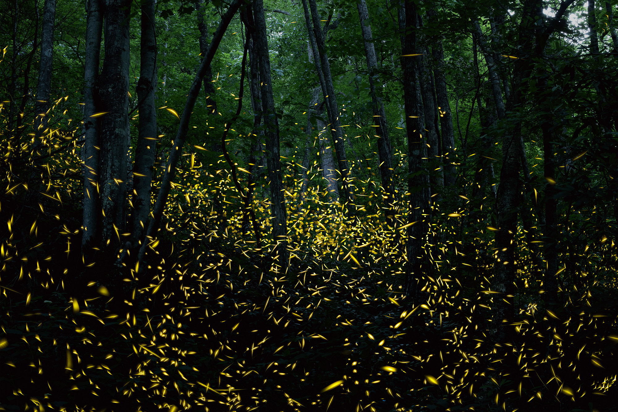 Hundreds of fireflies swarm in a forest at night.