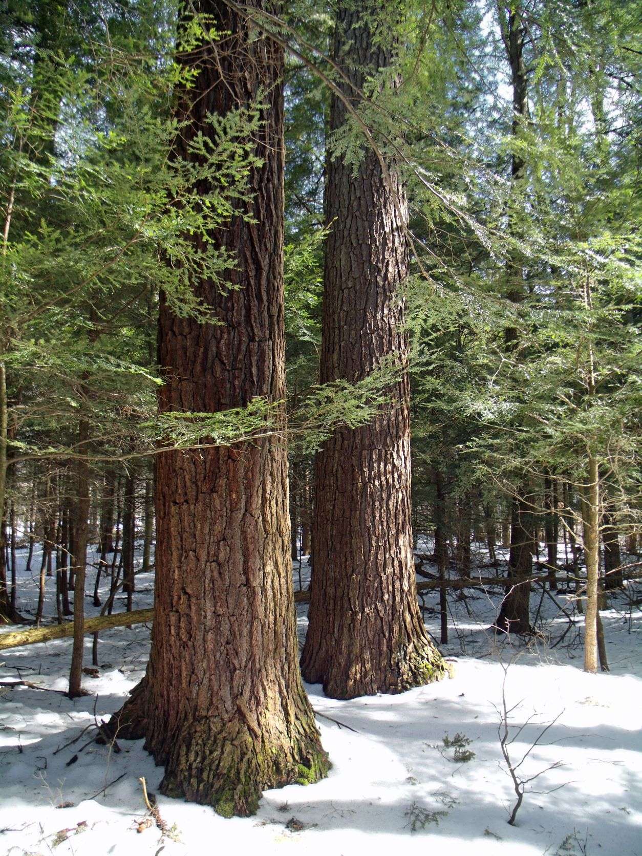 Two tall and wide pine trees stand on a snowy ground in the forest.