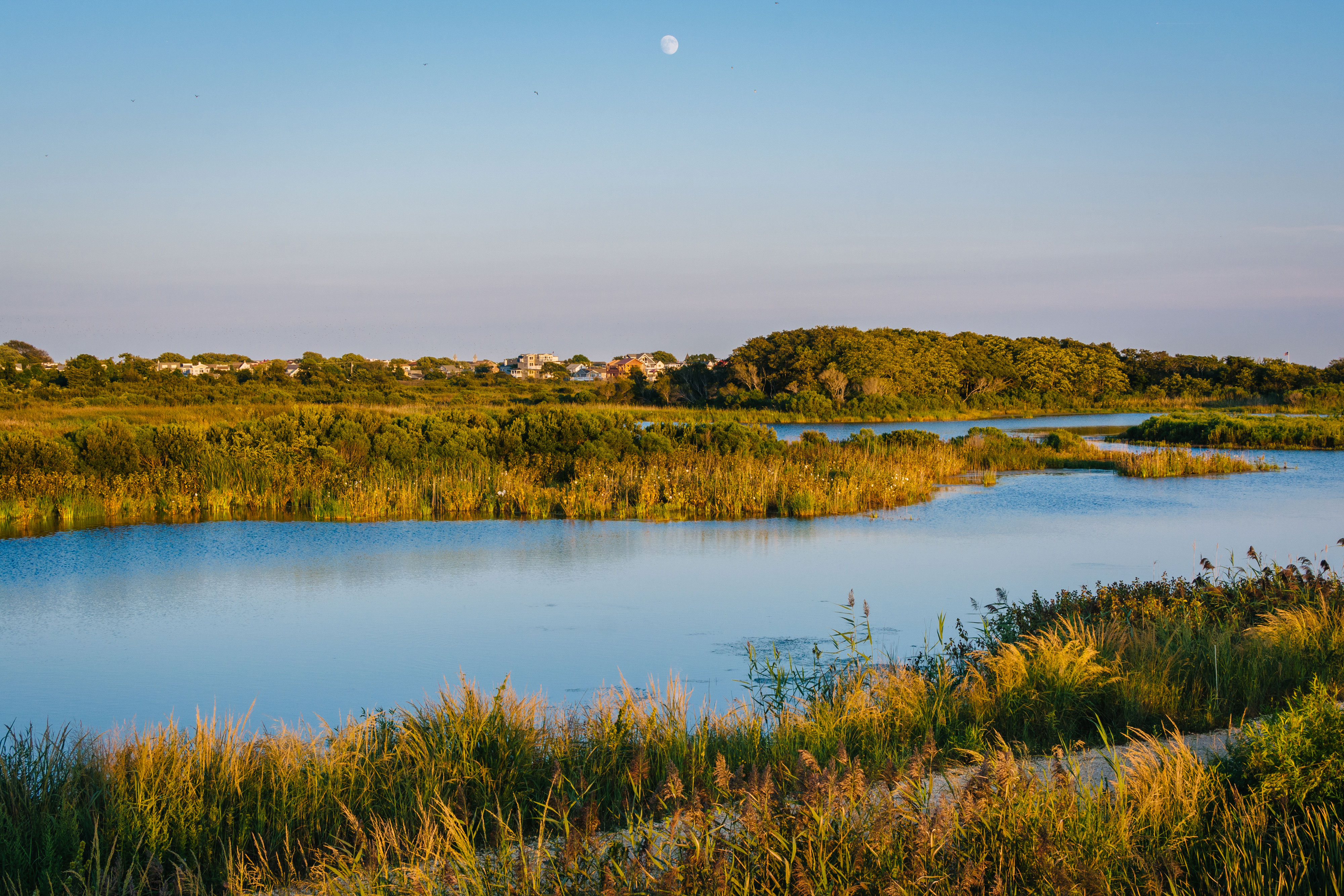 A freshwater pond is surrounded by tall wetland grasses. Overhead the moon is on display. 