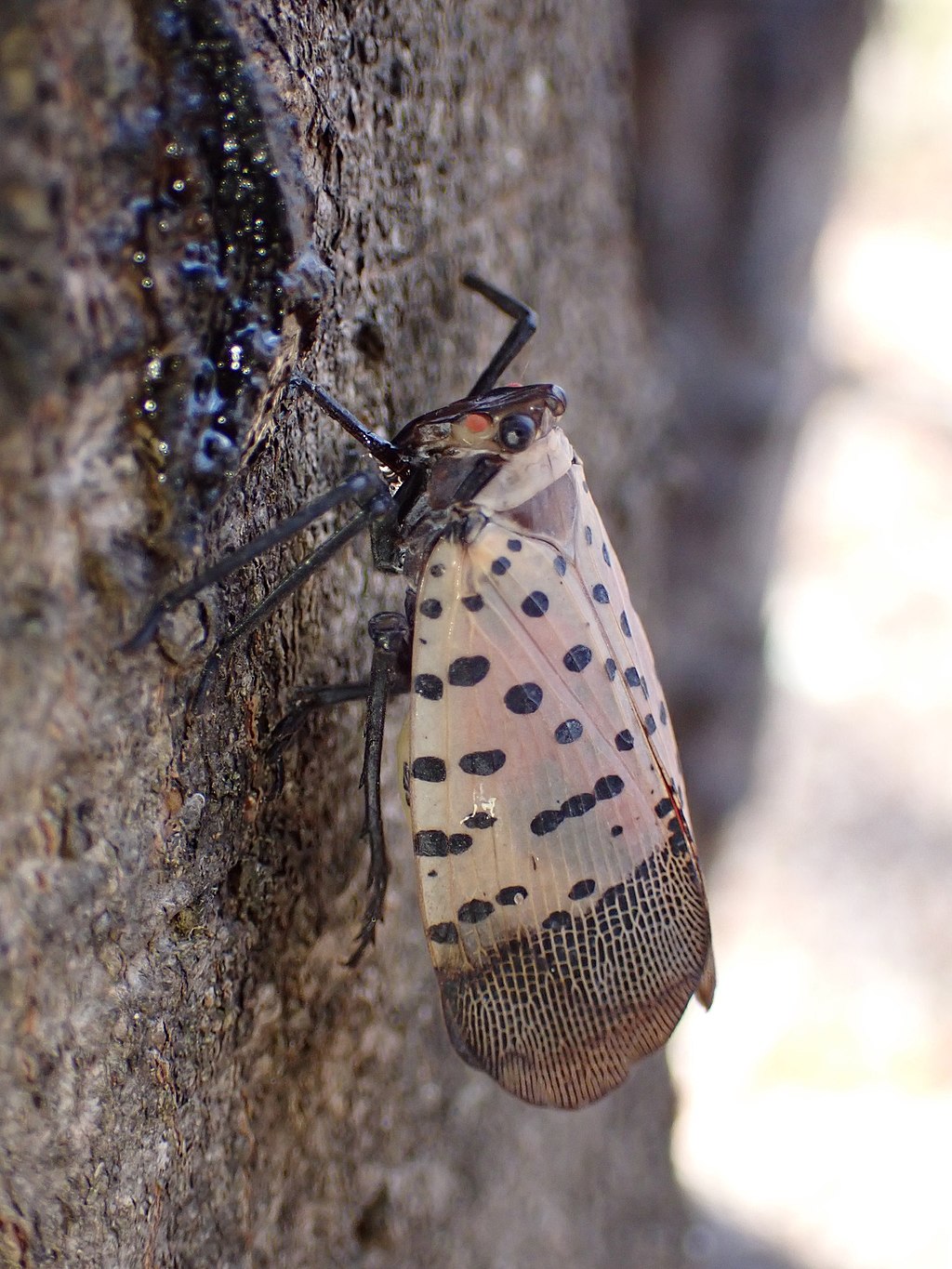 A spotted lantern fly on a tree.