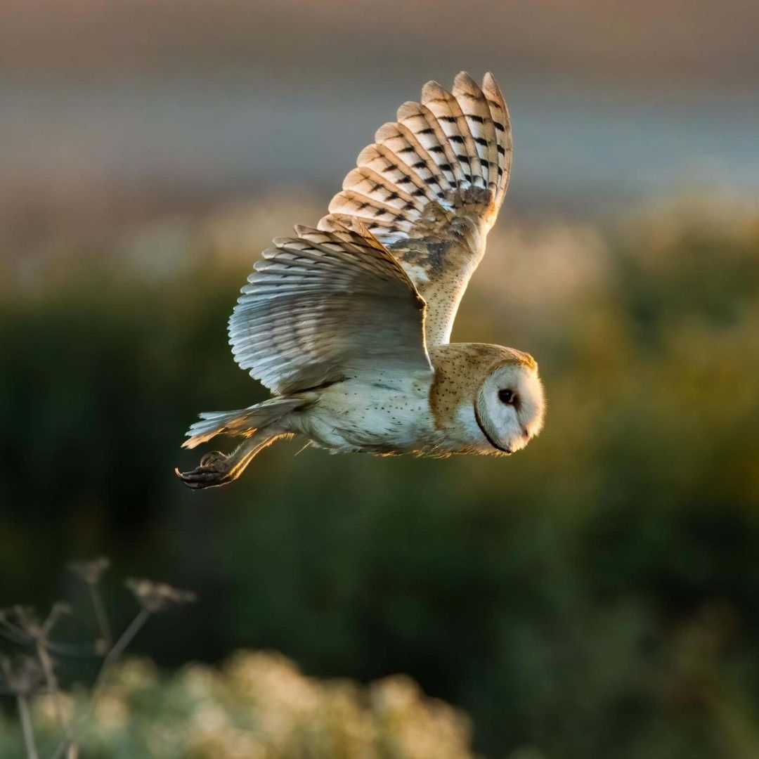 An owl flies with its wings outstretched and its talons pointed behind it. 
