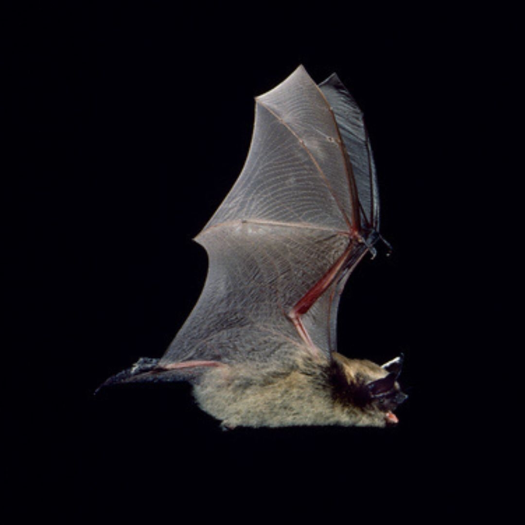 A little brown bat flies with its wings upright and its mouth open, against a black background.
