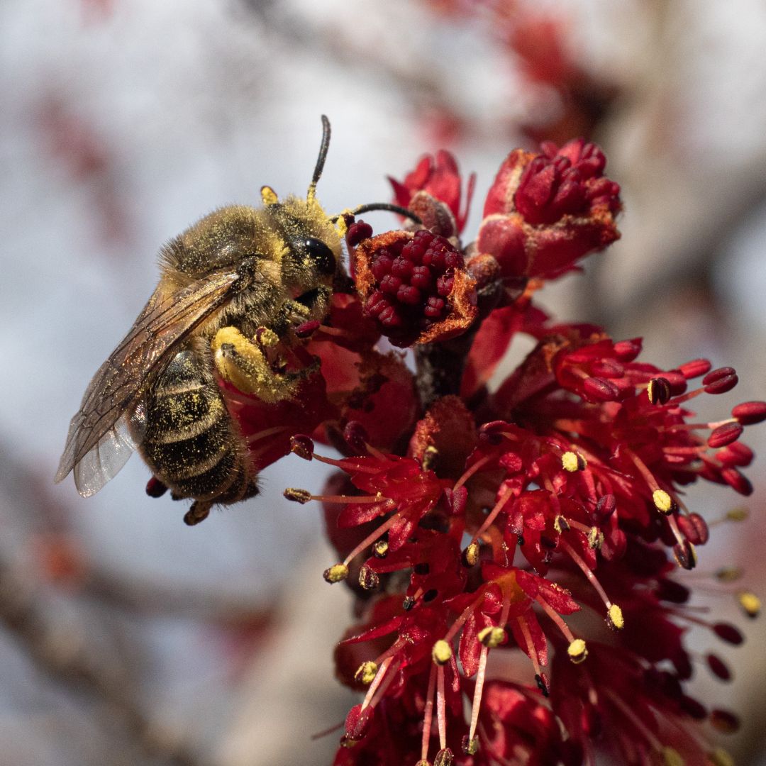 Macro photograph of a polyester bee, also known as a cellophane bee (Colletes species), foraging on deep red maple tree flowers. The small, fuzzy bee has yellow-and-black abdominal bands and pollen dusted across its body and legs. The surrounding blossoms are sharply focused against a soft, blurred background.