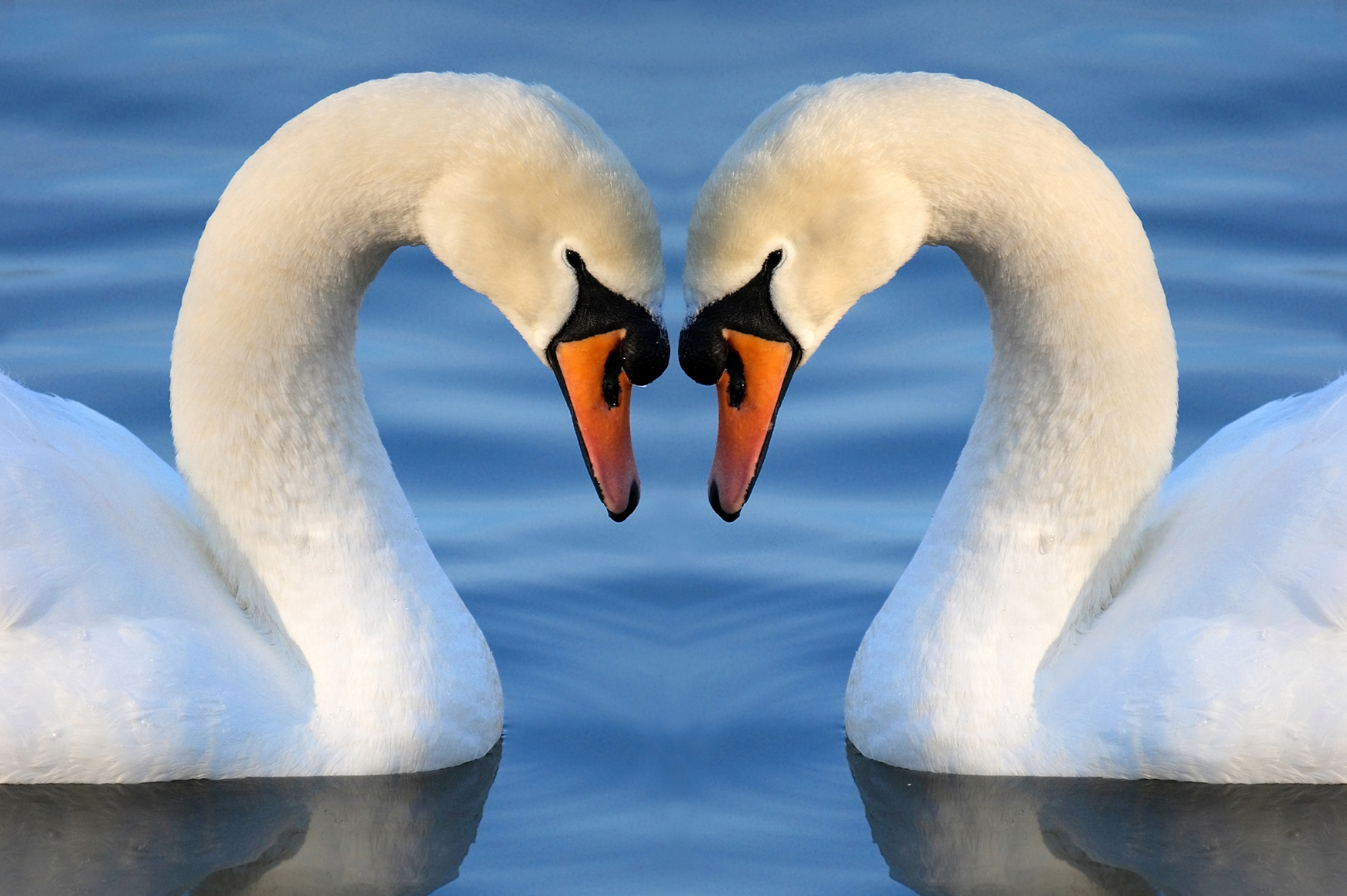 Close-up of two swans with their heads together, making a heart shape.