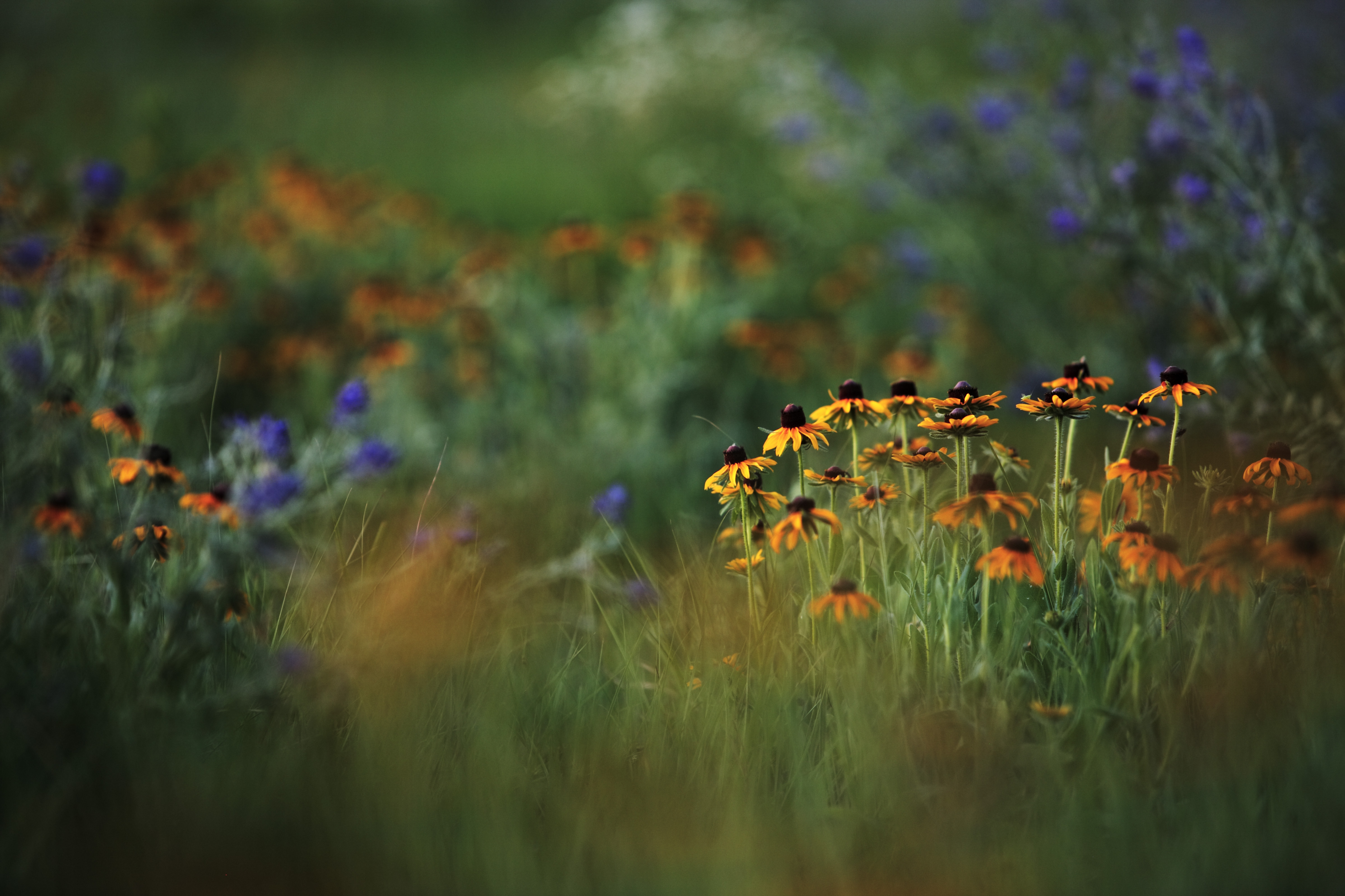 Wildflowers in focus with a green landscape in background.