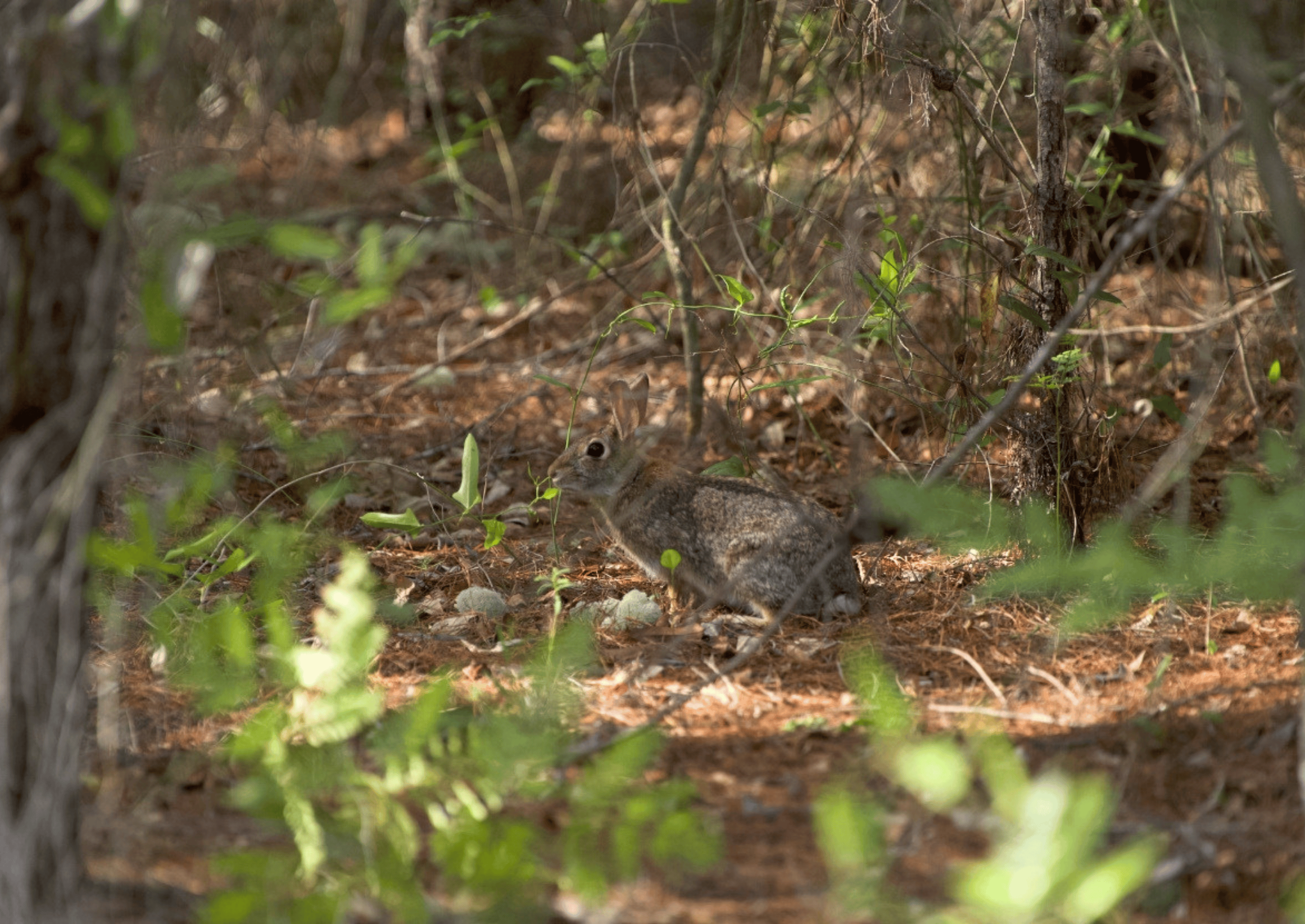 A brown rabbit is camouflaged against the forest floor.
