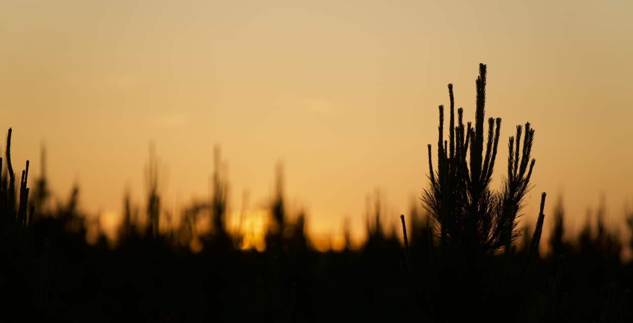 Pine tree needles create a black silhouette against an orange sunlit sky.