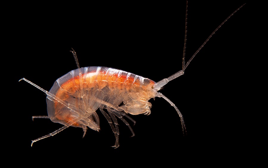 A small crustacean resides in a cave.