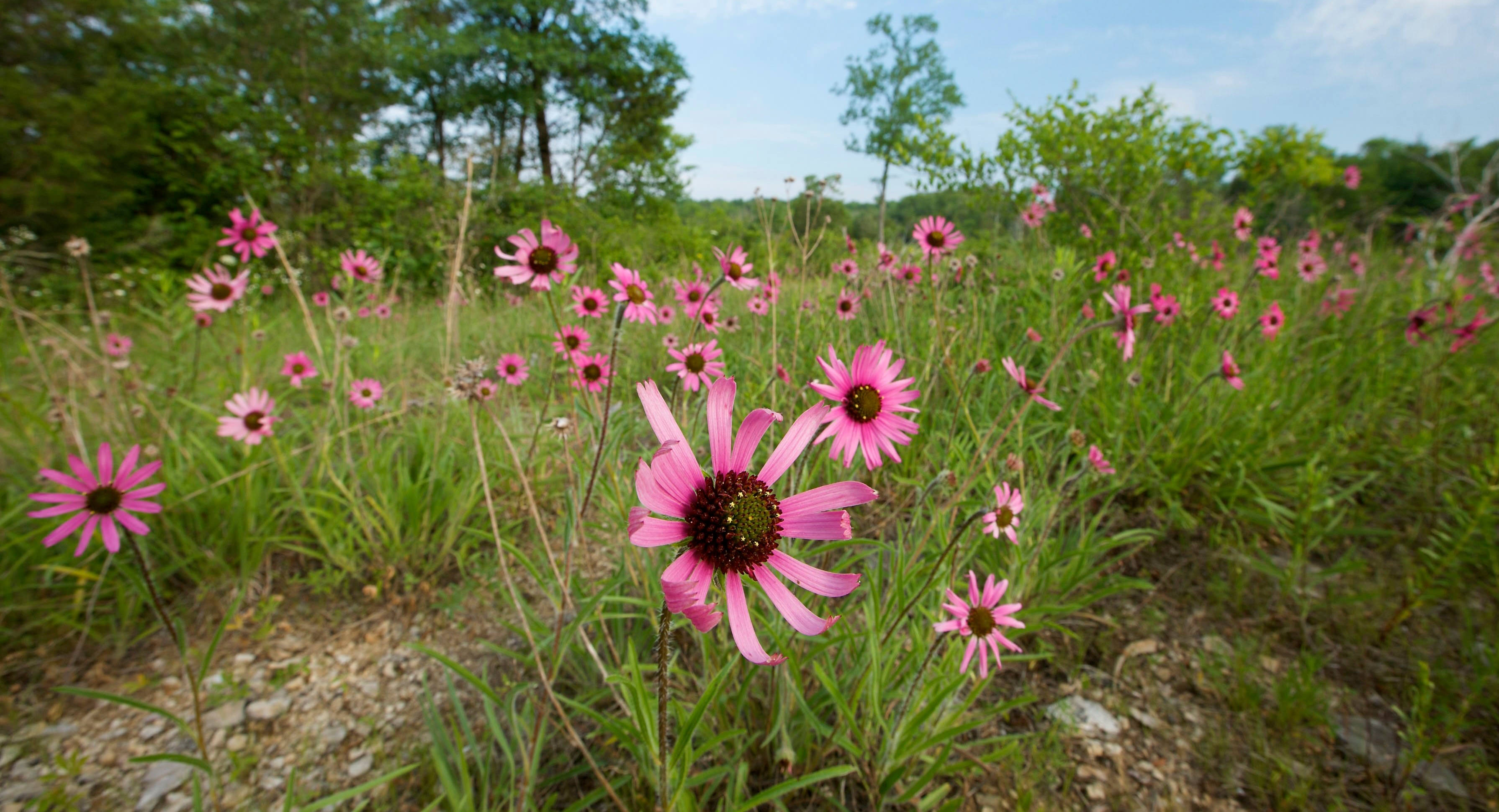 Bright magenta flowers emerge from a large grassy meadow.