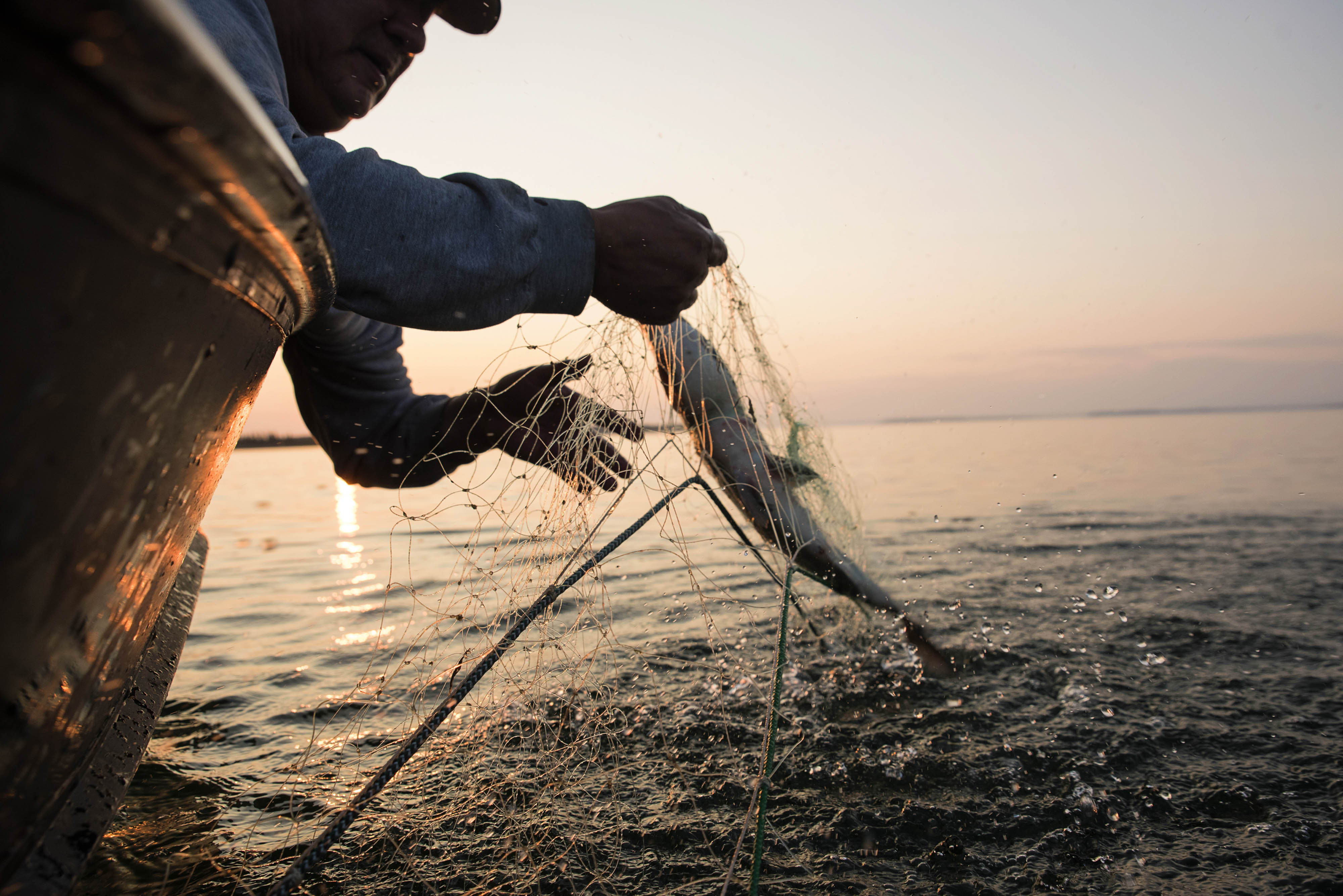 A man pulls a fish from a net.