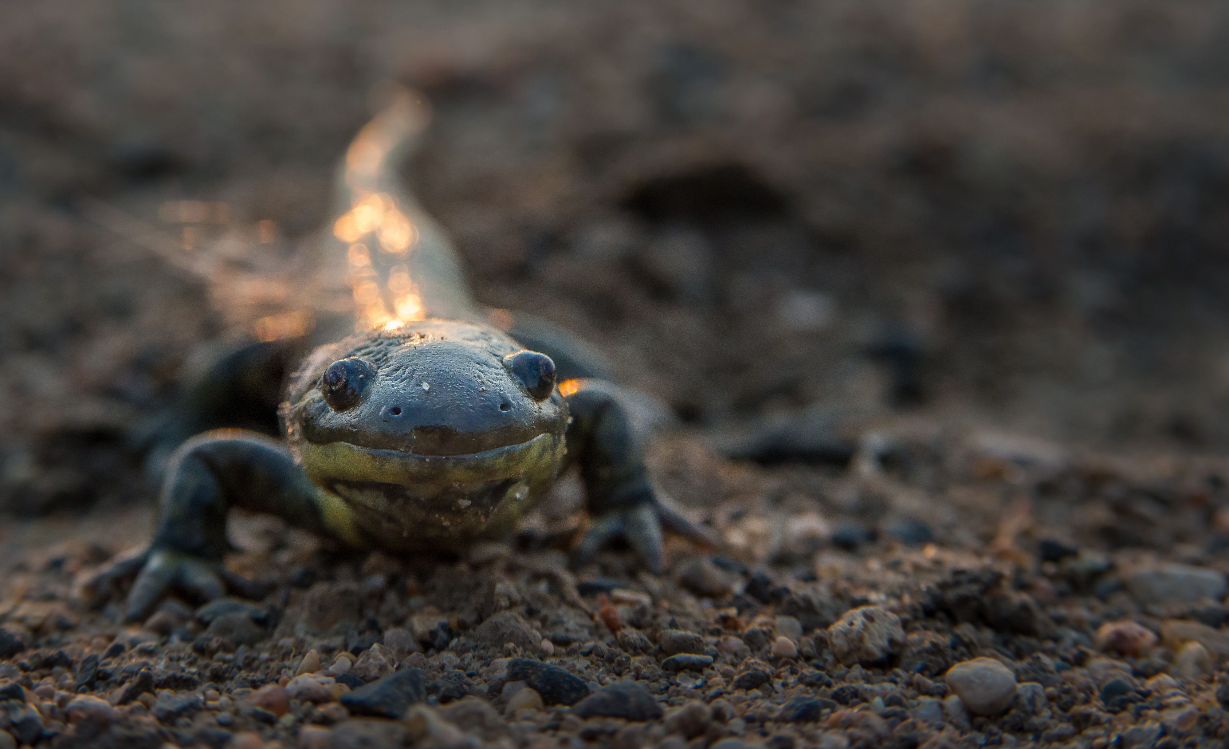 An eastern tiger salamander is looking directly at the camera. 