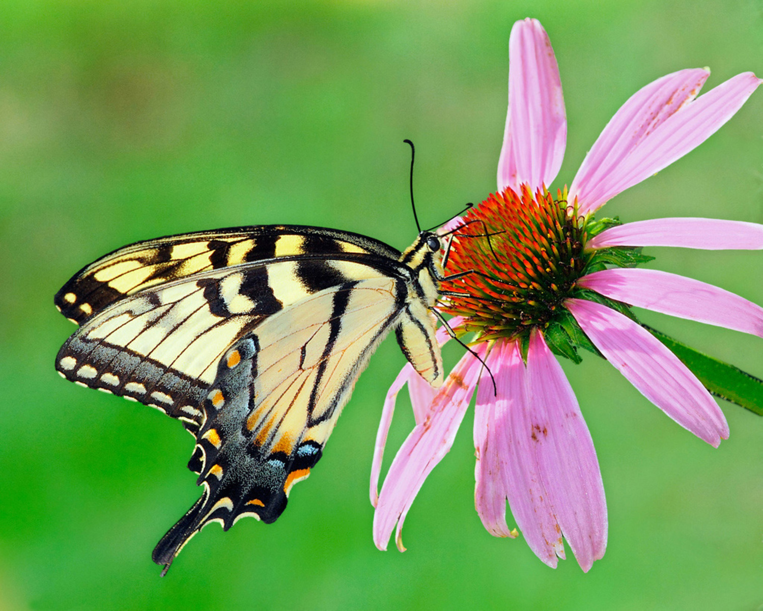 A pale yellow butterfly with black markings sips from a purple coneflower.