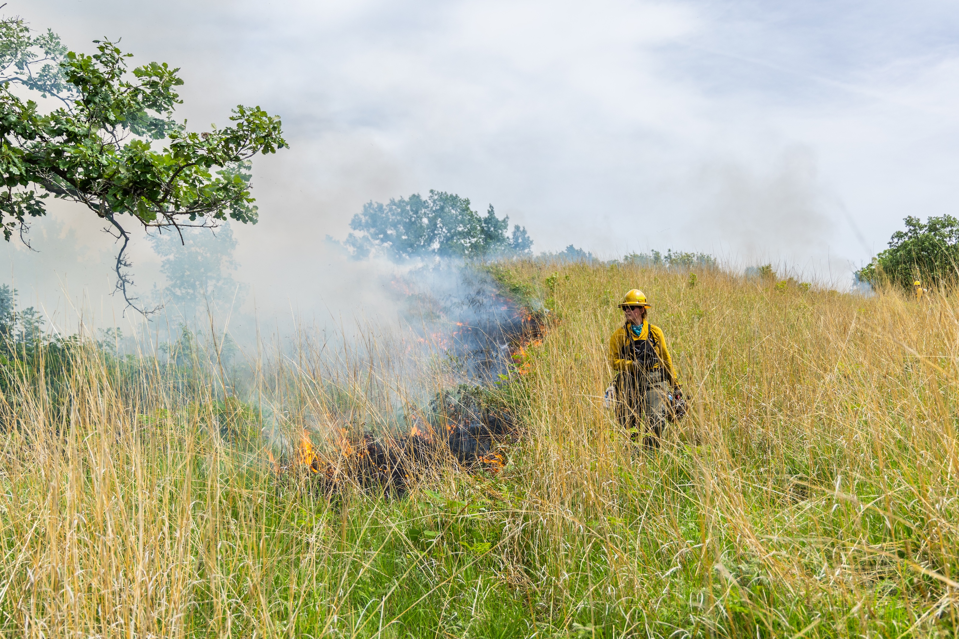 A person dressed in yellow clothing and a hard hat stands among tall grasses next to controlled burn.