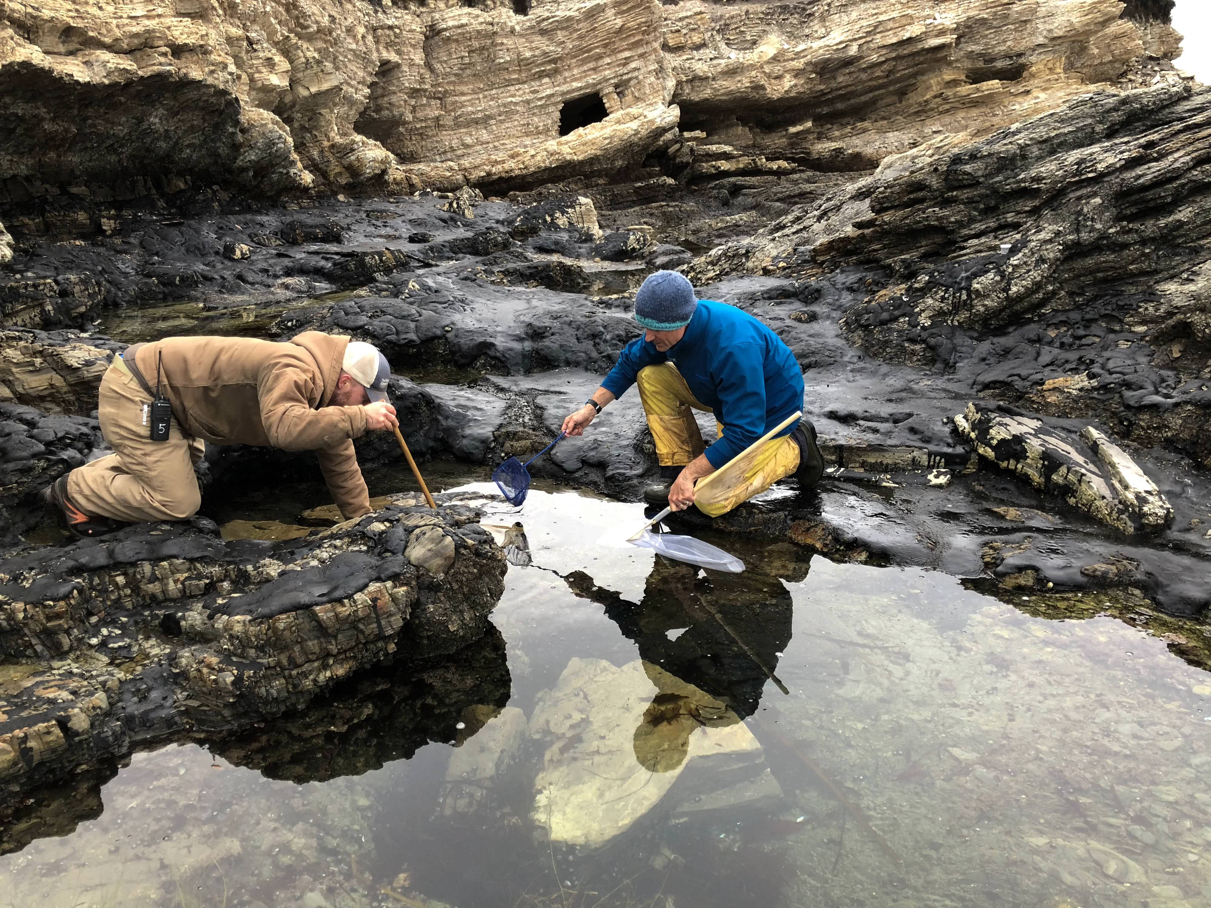 Staff at The Nature Conservancy collect tide pool samples during low tide.