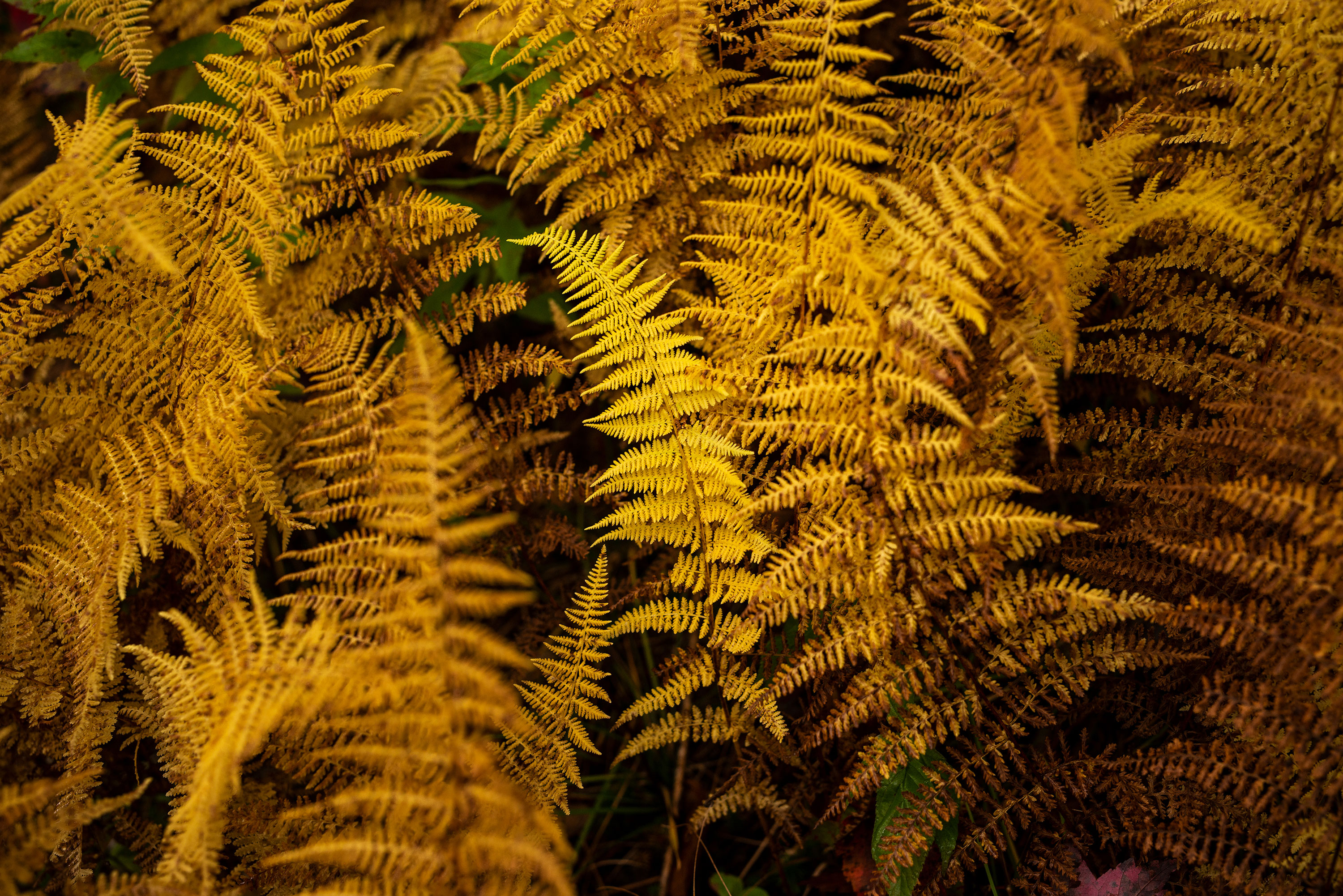 Helechos en el Burnt Mountain preserve, en Vermont.