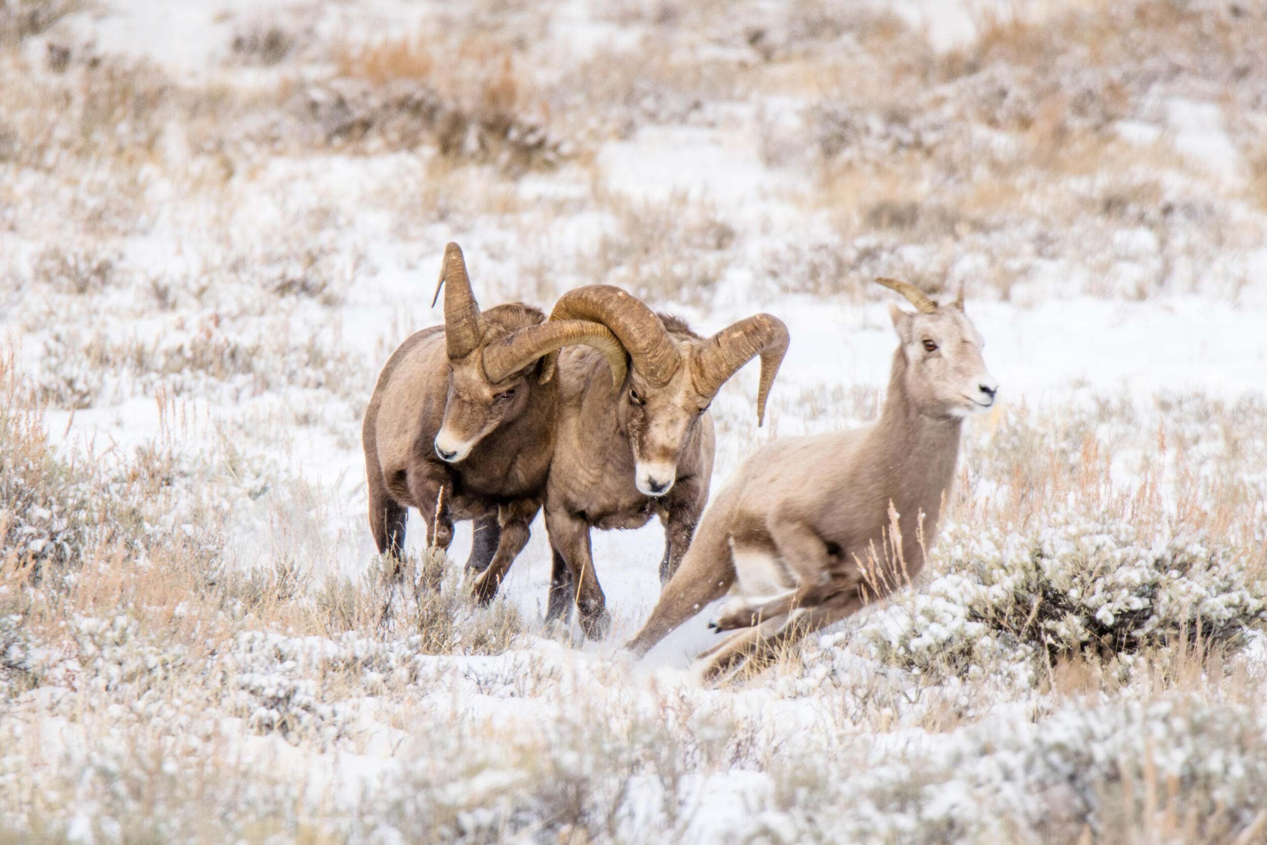 Two bighorn rams chase a ewe.