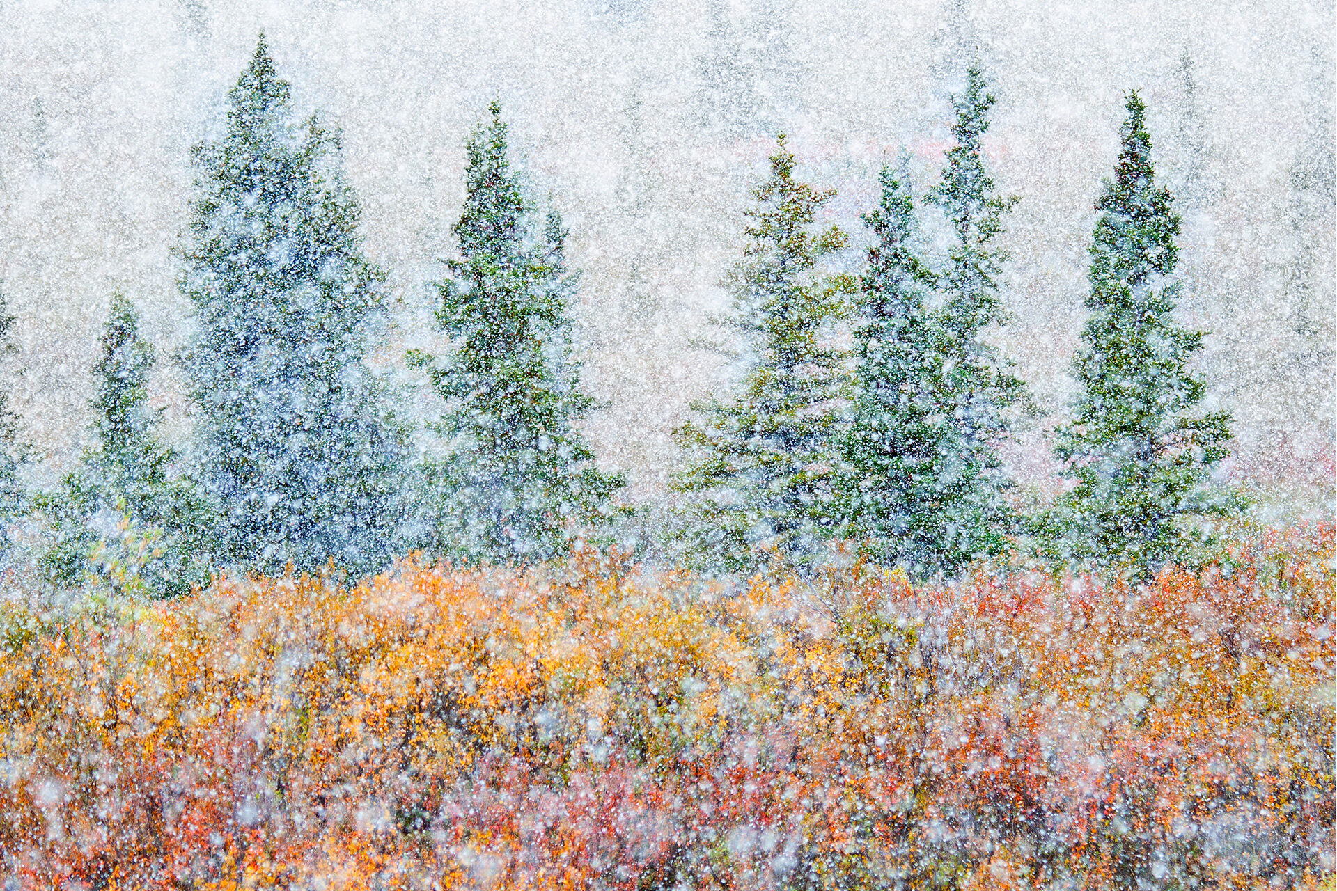 A view of snow falling on trees.