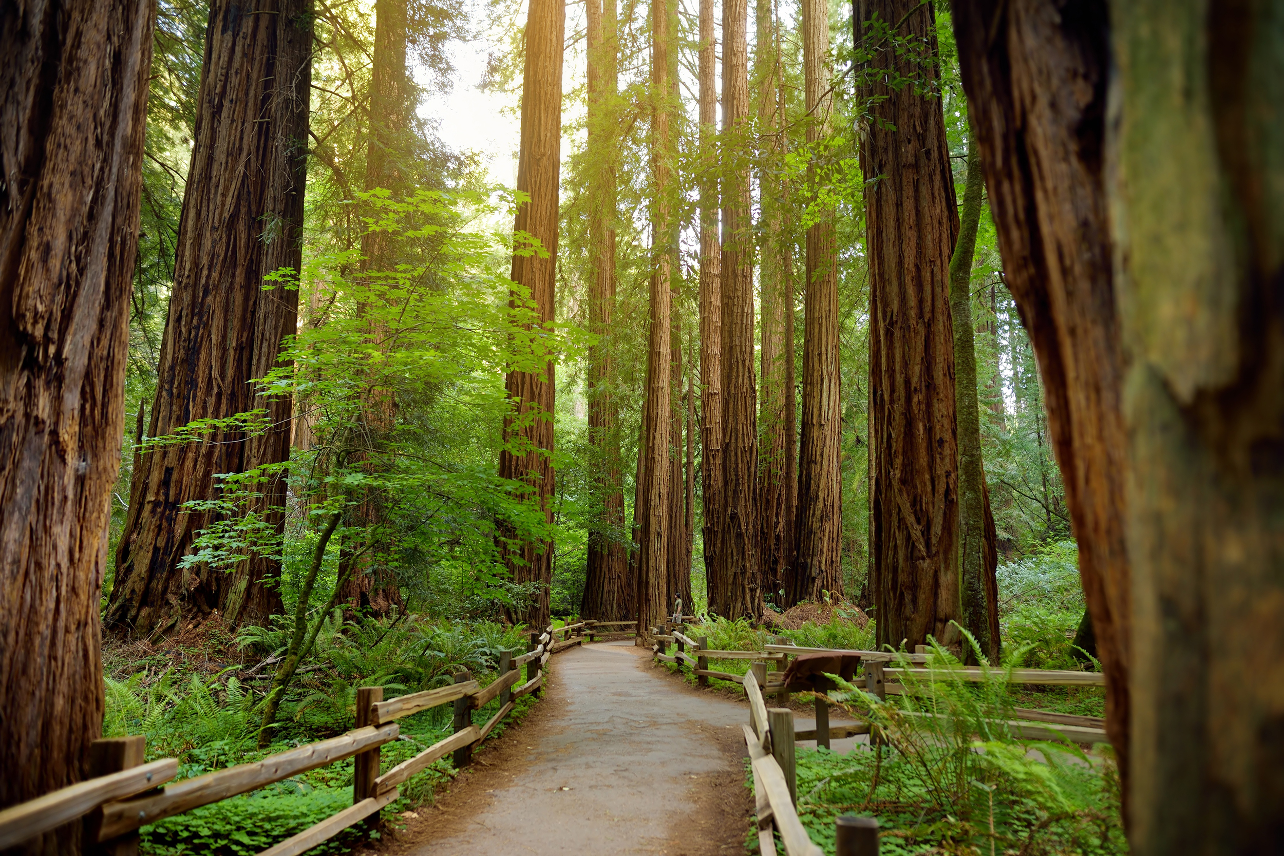 A trail with wooden railings on either side wends through a grove of towering redwood trees. 