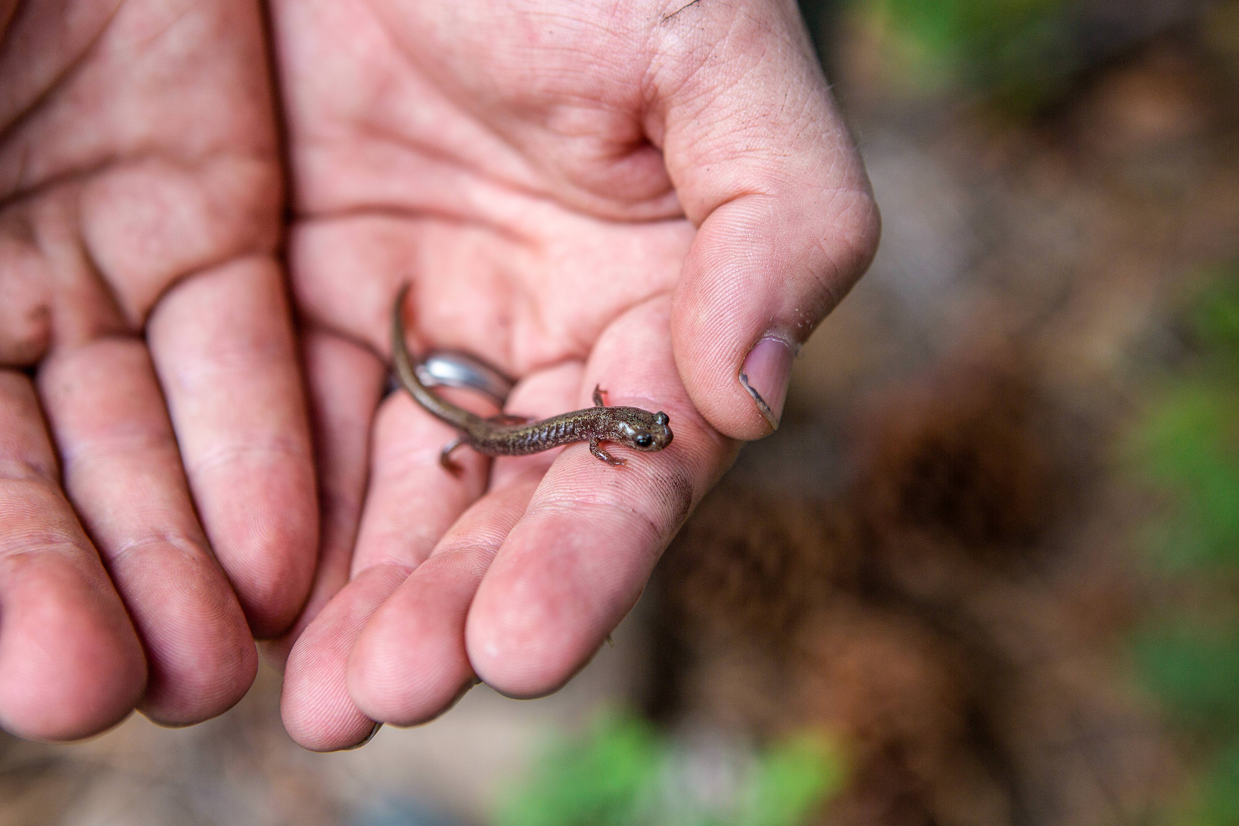 a researcher holds a Jemez Mountain Salamander across his fingers