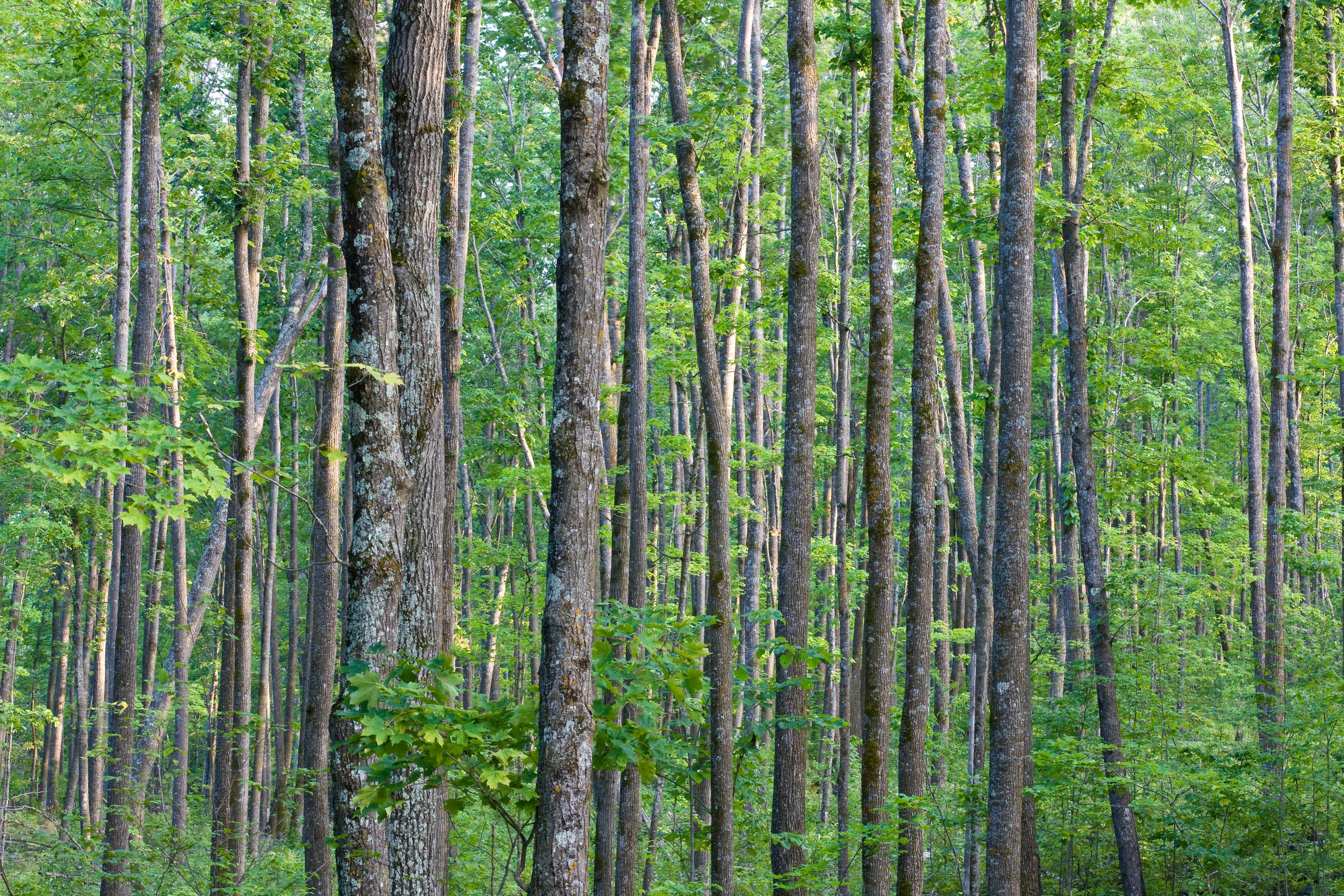 Mississippi Bottomland Hardwood