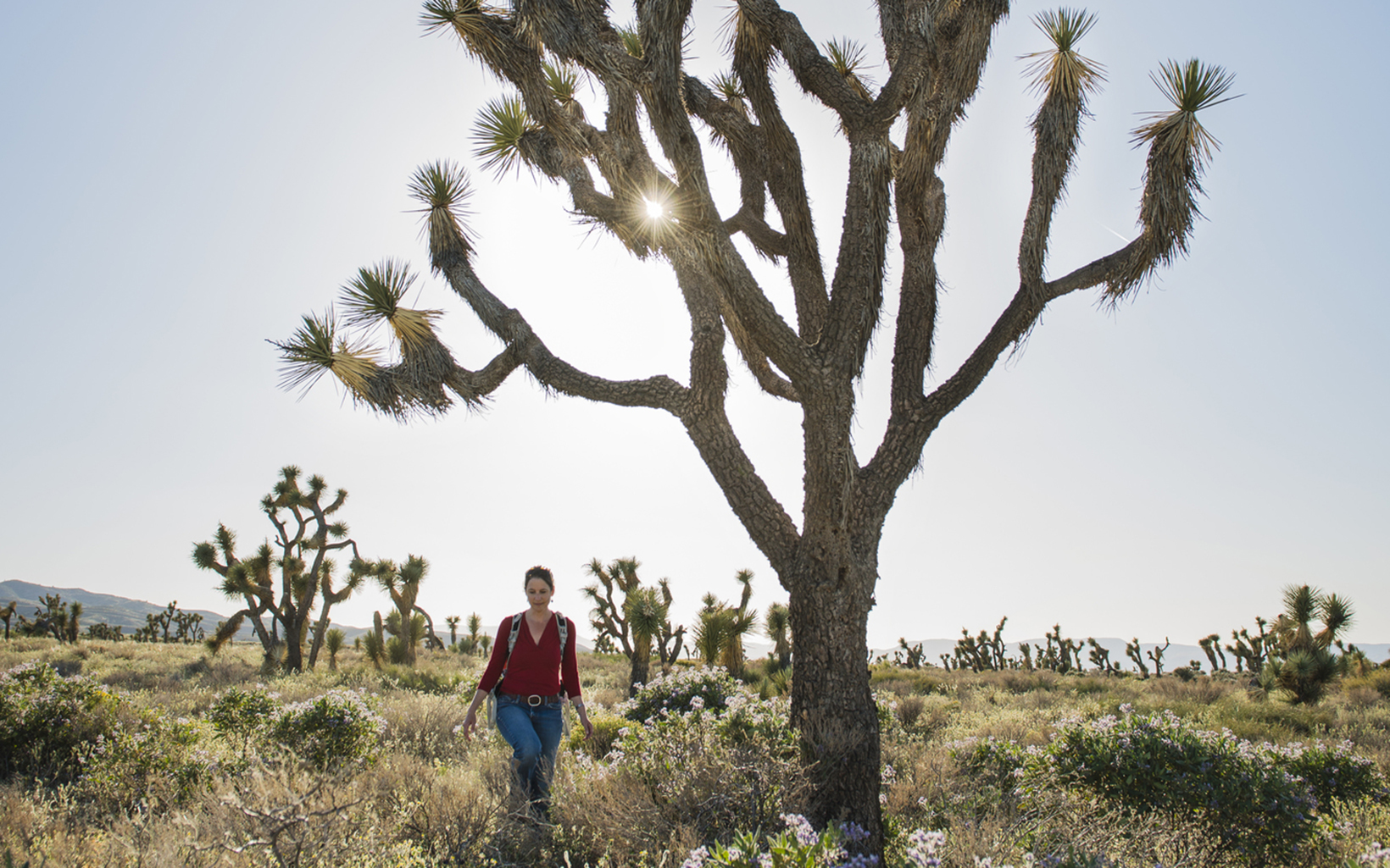 A woman walks through tall grass and shrubs interspersed with Joshua trees.