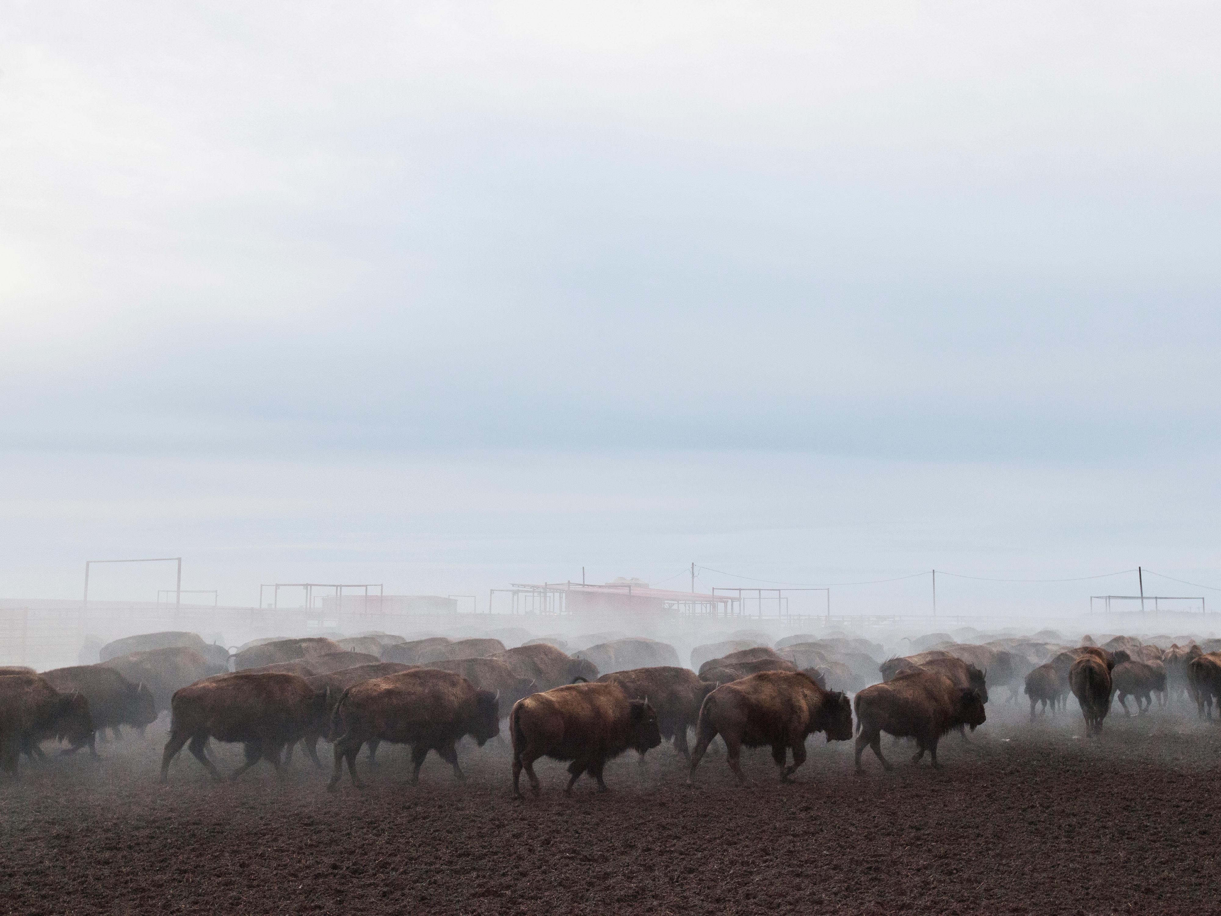 Bison in a holding corral in the mist